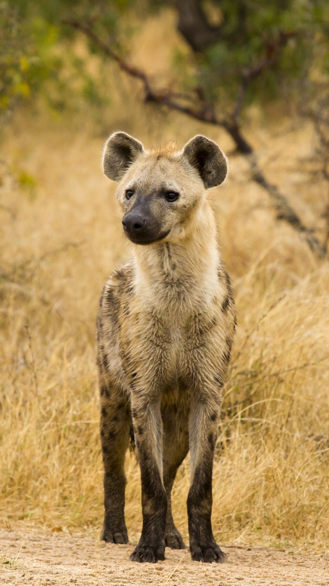1260870 Hintergrundbild herunterladen hyäne, tiere, tüpfelhyäne - Bildschirmschoner und Bilder kostenlos