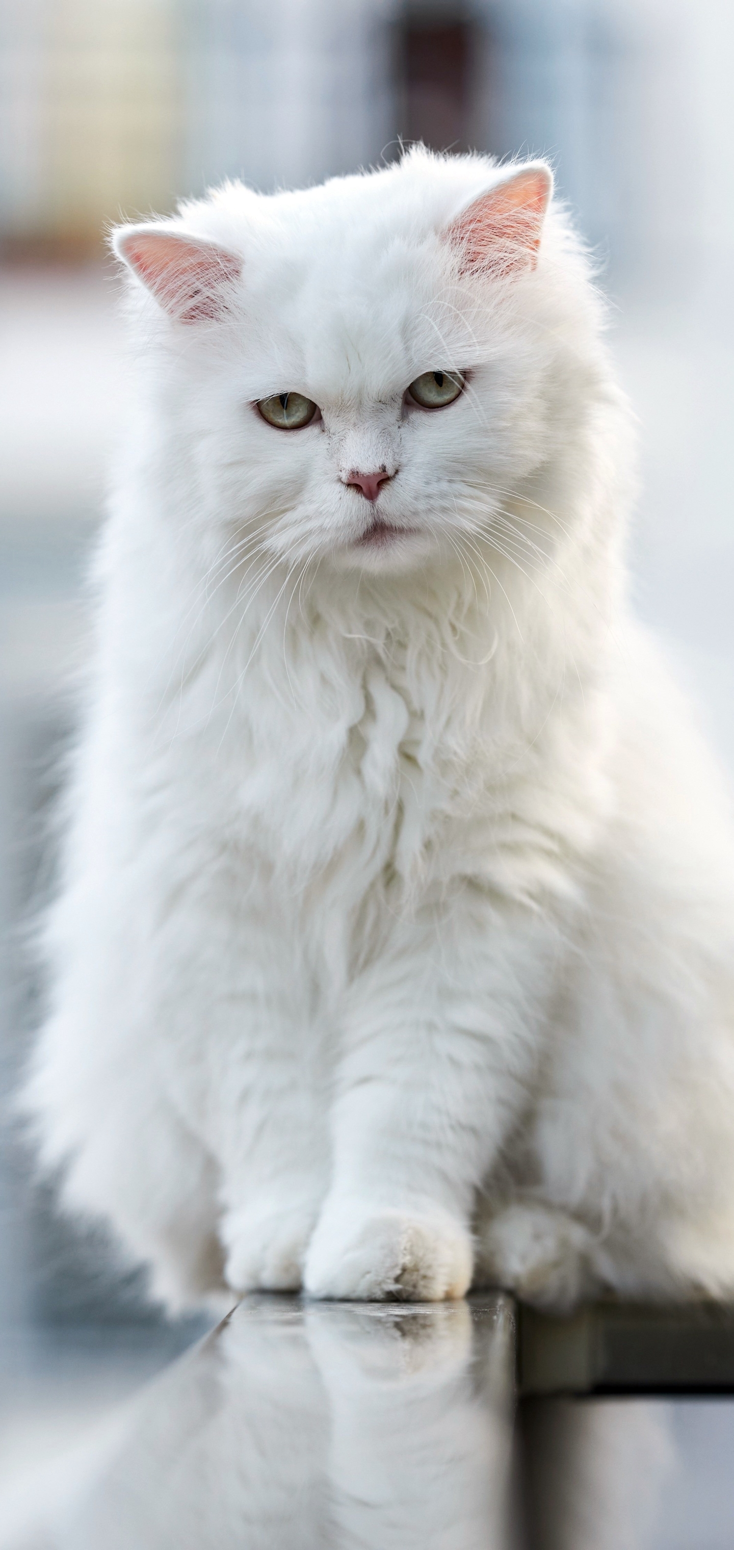Download mobile wallpaper Cats, Cat, Animal, Depth Of Field for free.