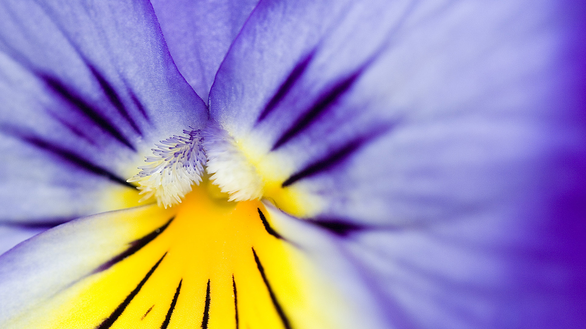 Free download wallpaper Flowers, Iris, Flower, Earth on your PC desktop