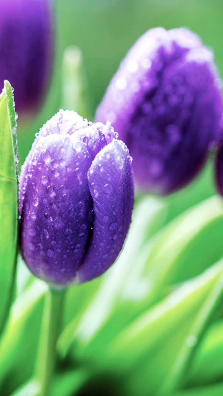 Descarga gratuita de fondo de pantalla para móvil de Flores, Tulipán, Tierra/naturaleza.