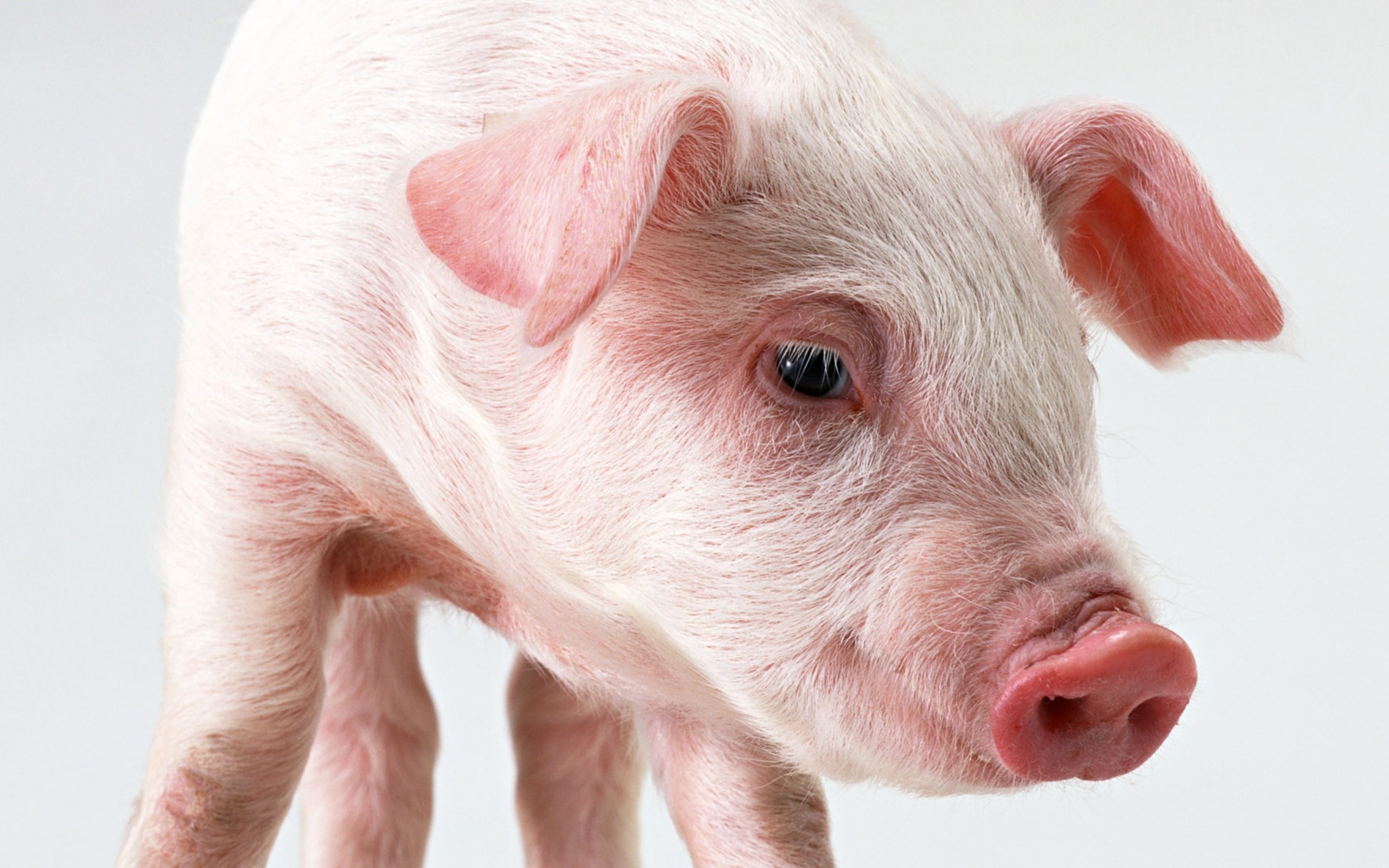 609855 скачать картинку животные, свинья - обои и заставки бесплатно