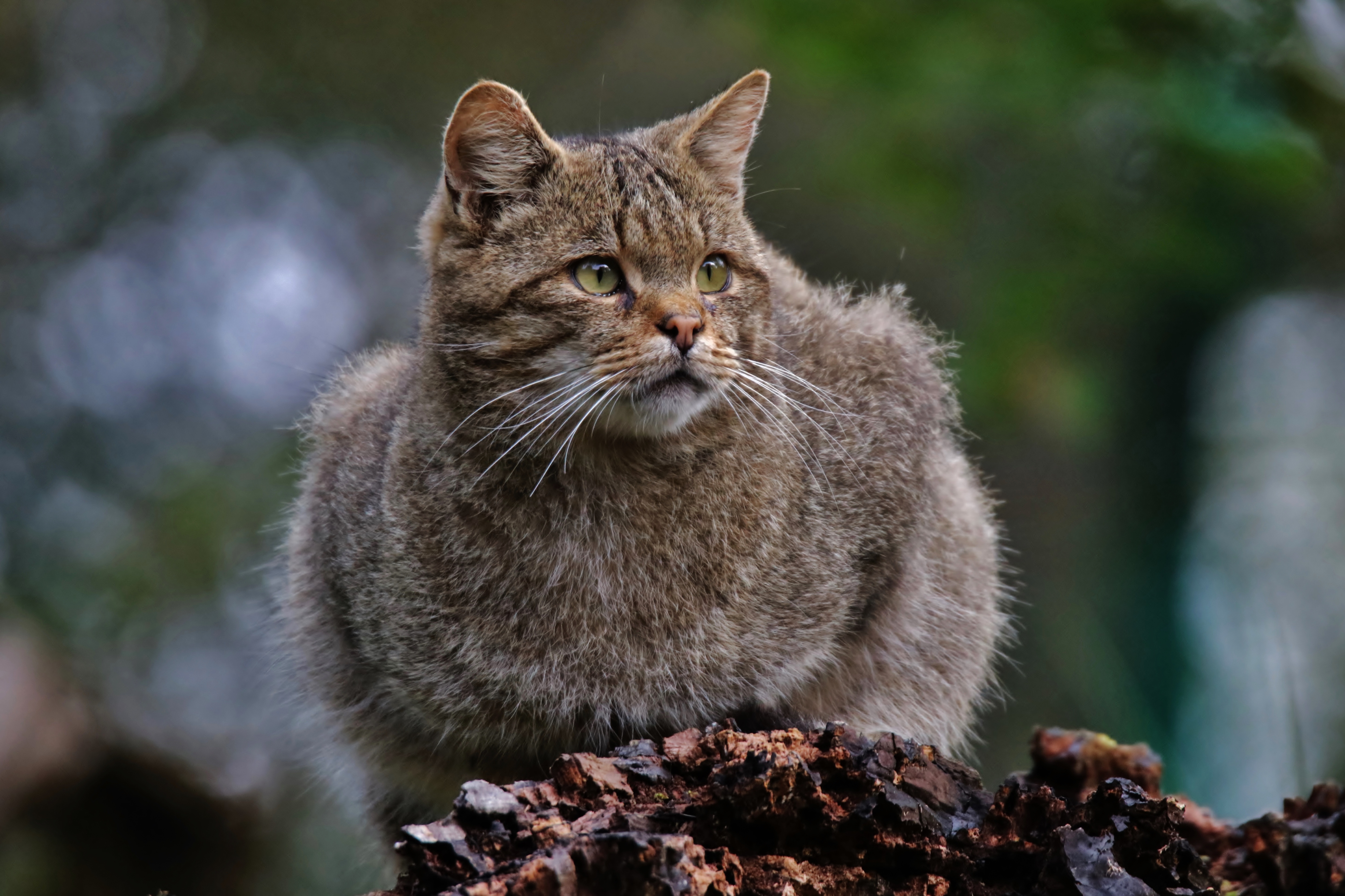 Handy-Wallpaper Tiere, Katzen, Katze, Tiefenschärfe kostenlos herunterladen.