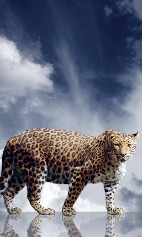 Download mobile wallpaper Leopard, Cats, Animal for free.