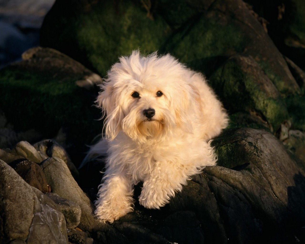 Téléchargez des papiers peints mobile Animaux, Chien gratuitement.