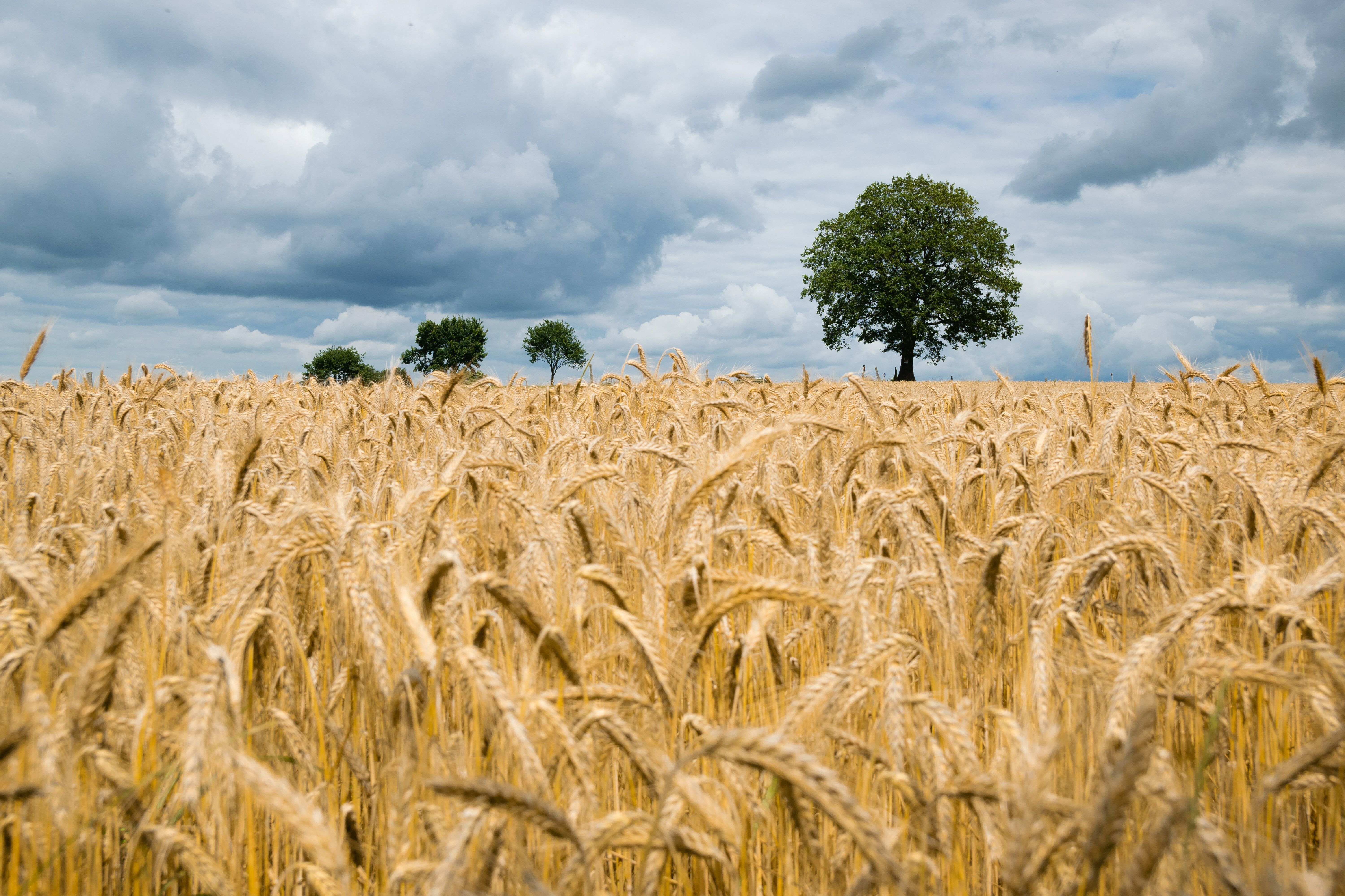 Скачать картинку Лето, Пшеница, Земля/природа в телефон бесплатно.