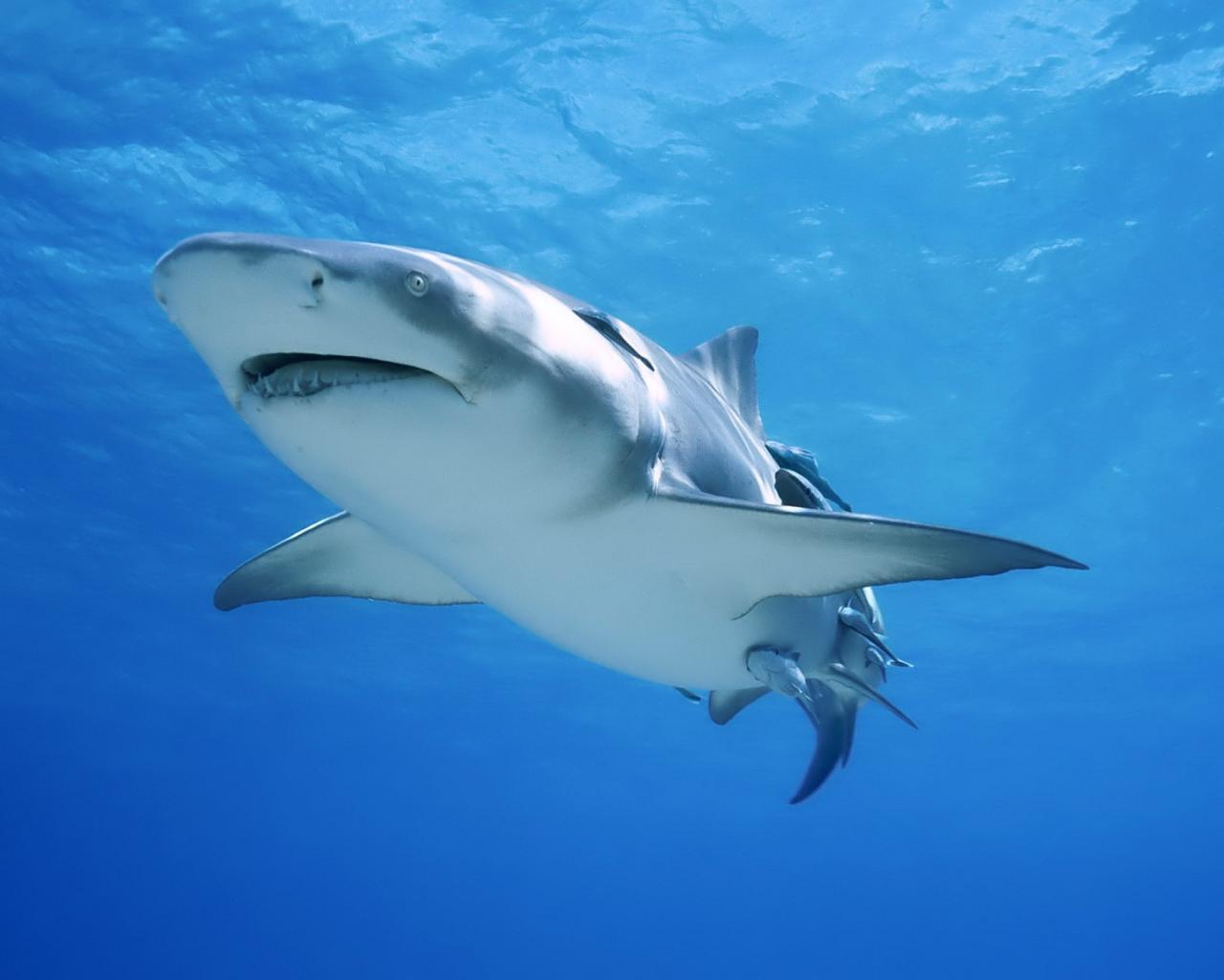 Descarga gratuita de fondo de pantalla para móvil de Tiburones, Animales, Mar, Peces.