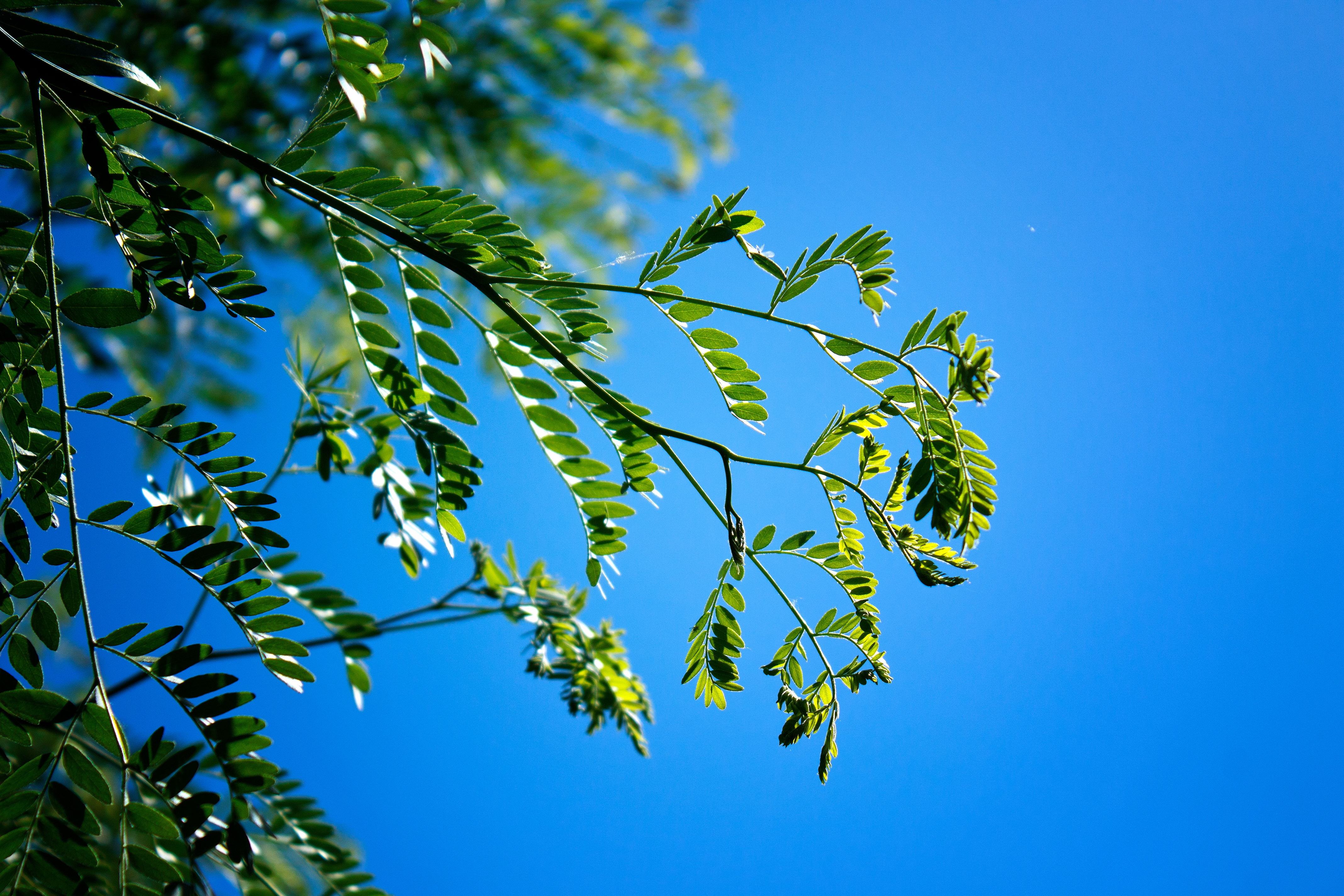 Free download wallpaper Sky, Macro, Branches, Nature, Leaves on your PC desktop