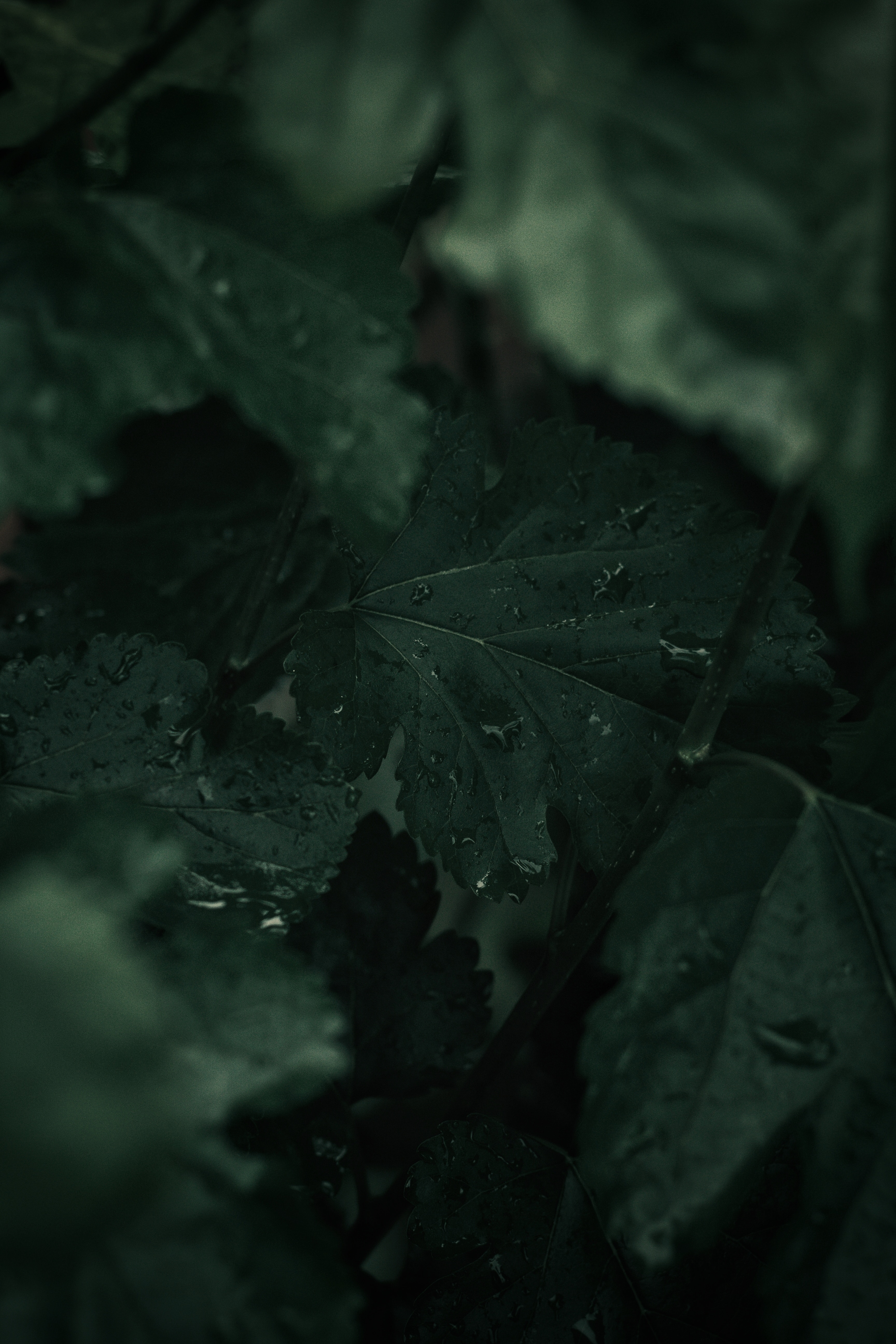 plant, leaves, drops, macro, wet HD wallpaper