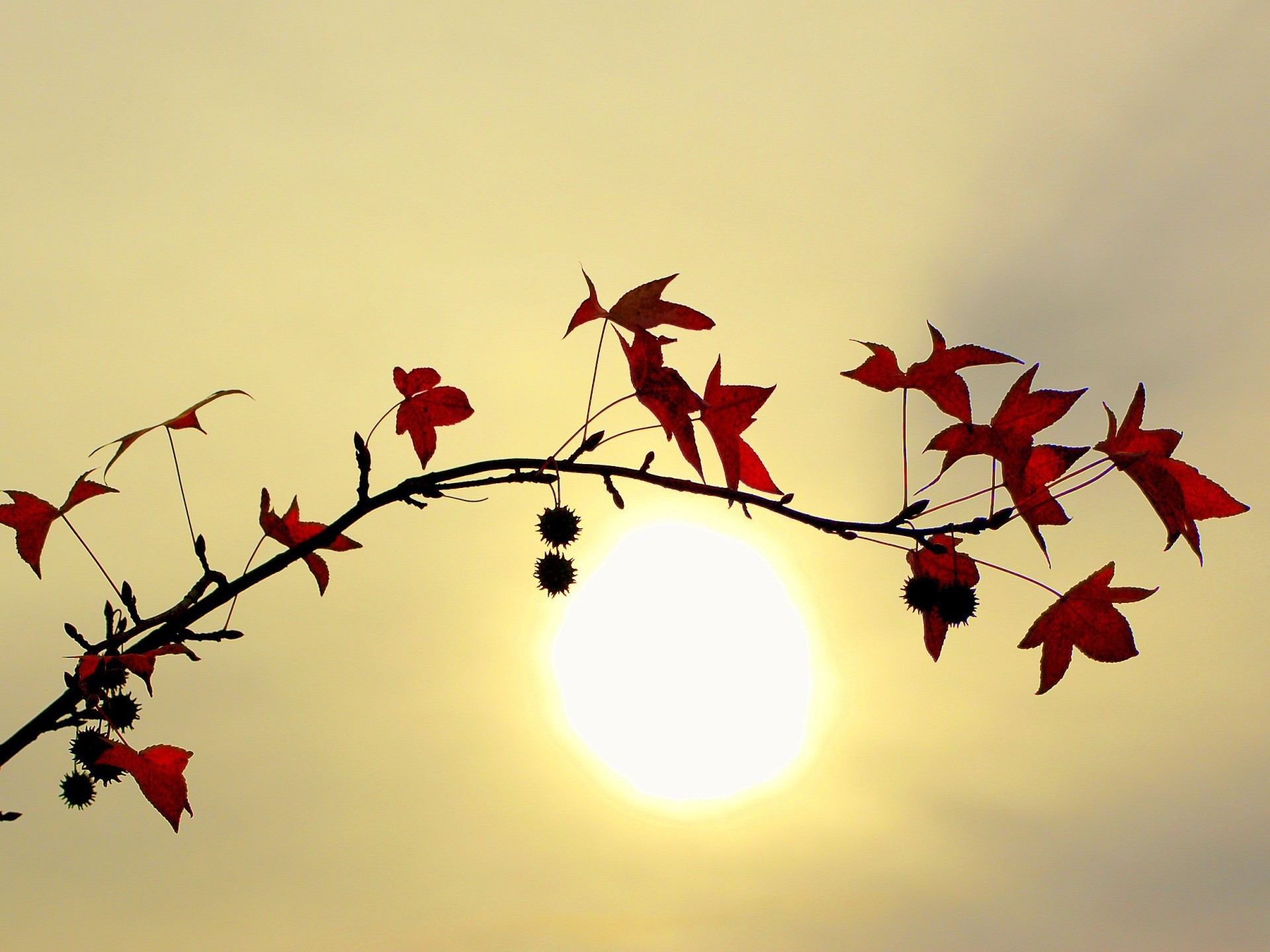 PCデスクトップに秋, 葉, ブランチ, 地球, 太陽画像を無料でダウンロード