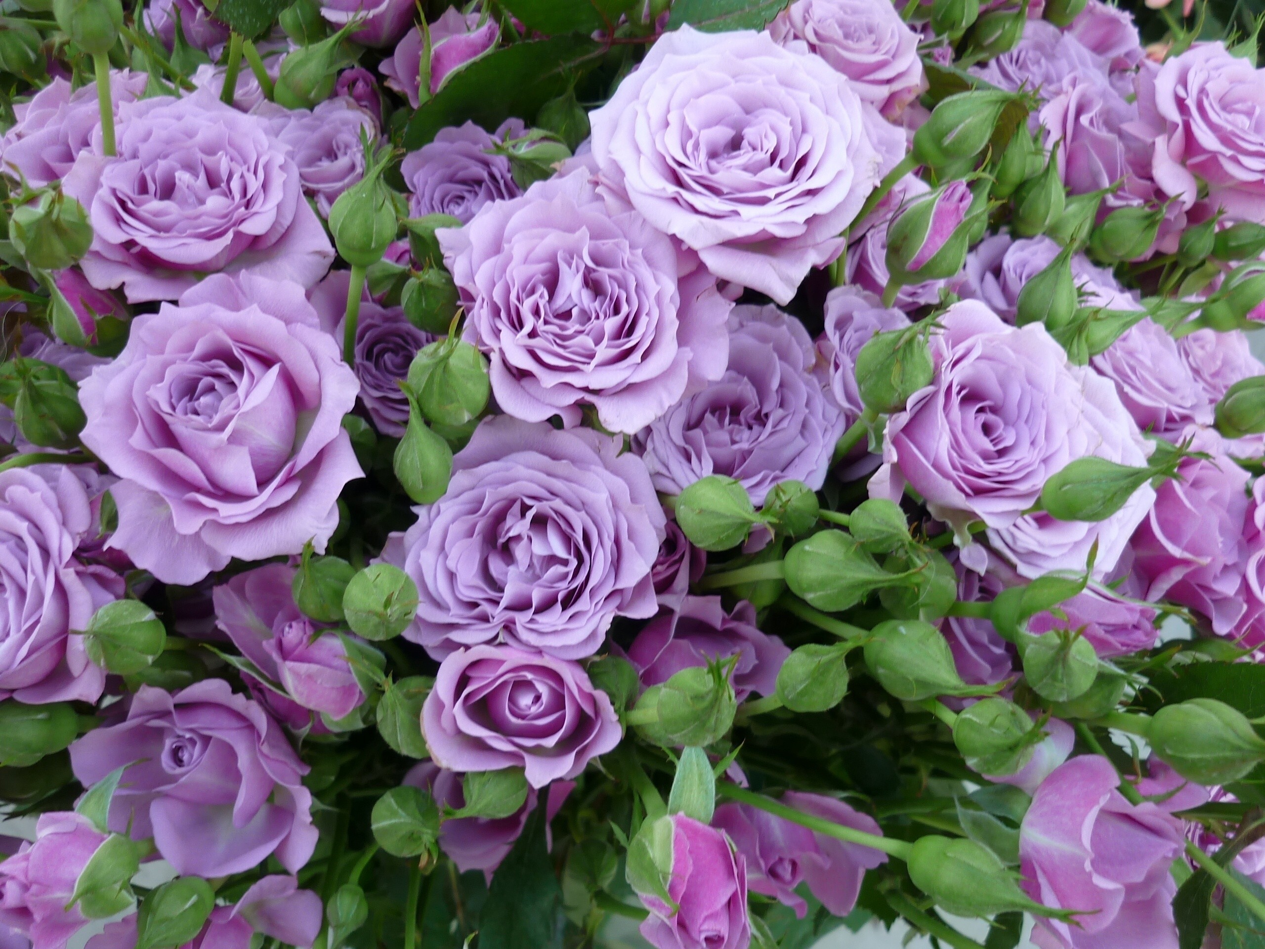 Handy-Wallpaper Blumen, Blume, Rose, Lila Blume, Erde/natur, Lila Rose kostenlos herunterladen.