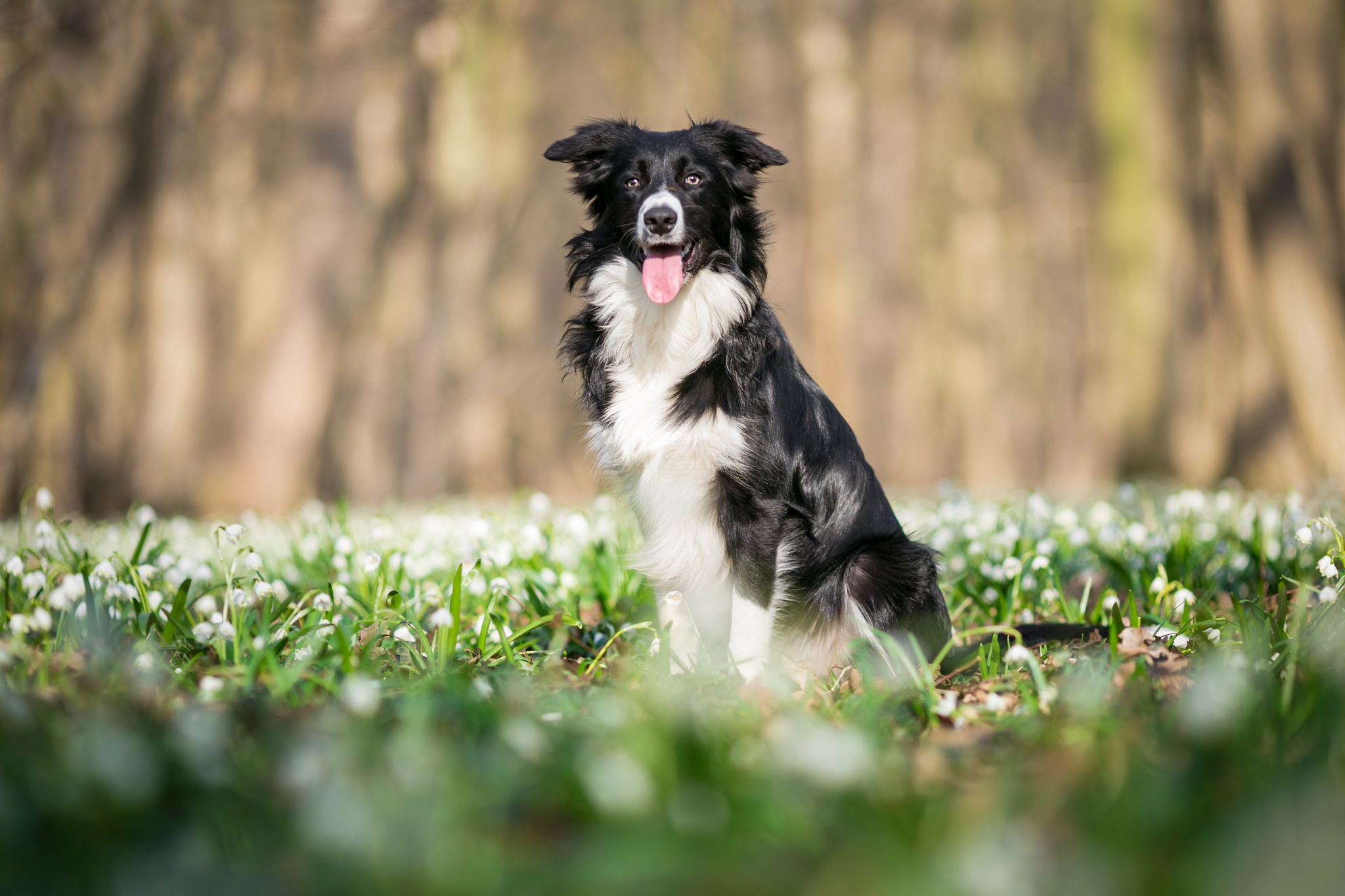 Free download wallpaper Dogs, Dog, Animal, Snowdrop, Border Collie, White Flower, Depth Of Field on your PC desktop
