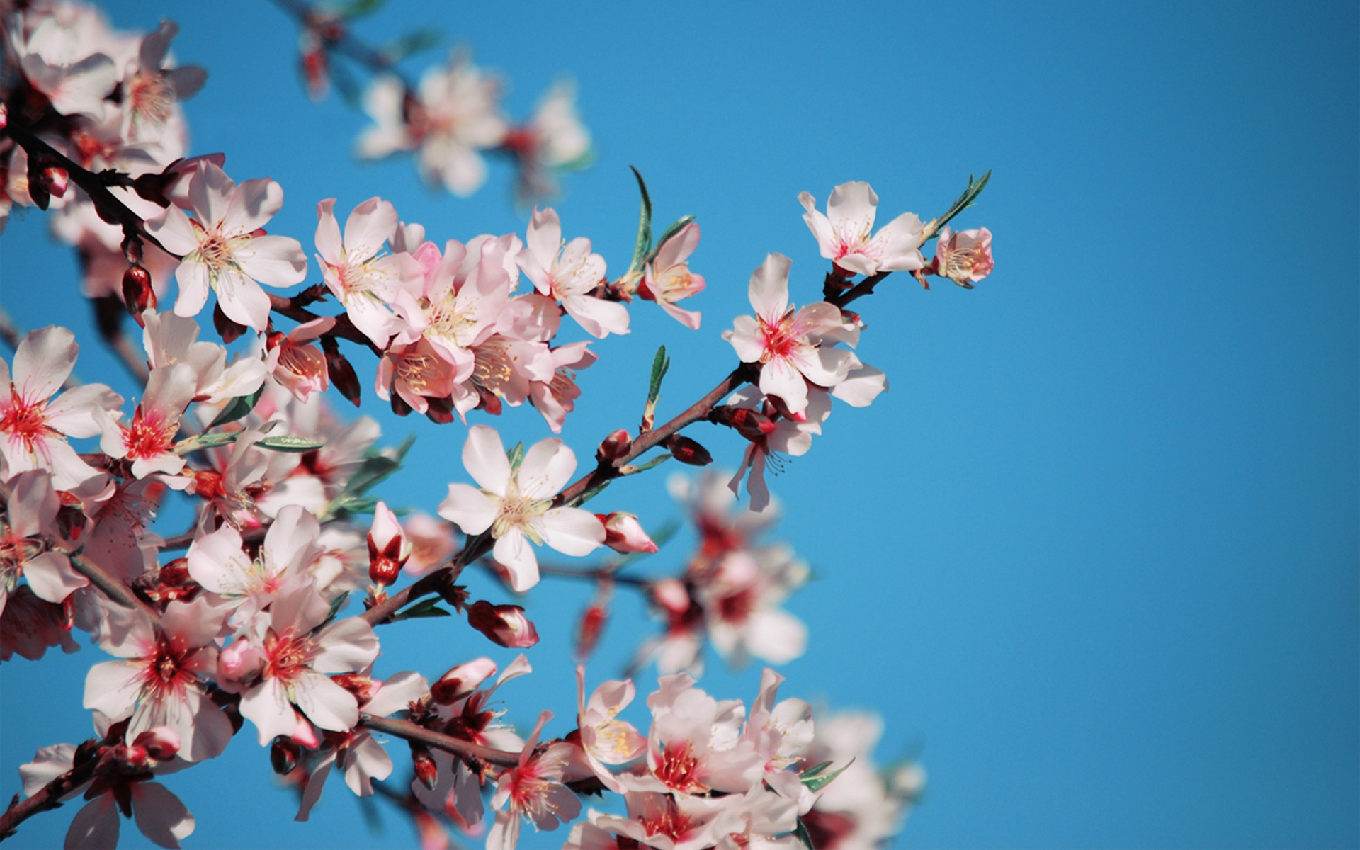 Скачать обои бесплатно Деревья, Цветы, Сакура, Растения картинка на рабочий стол ПК