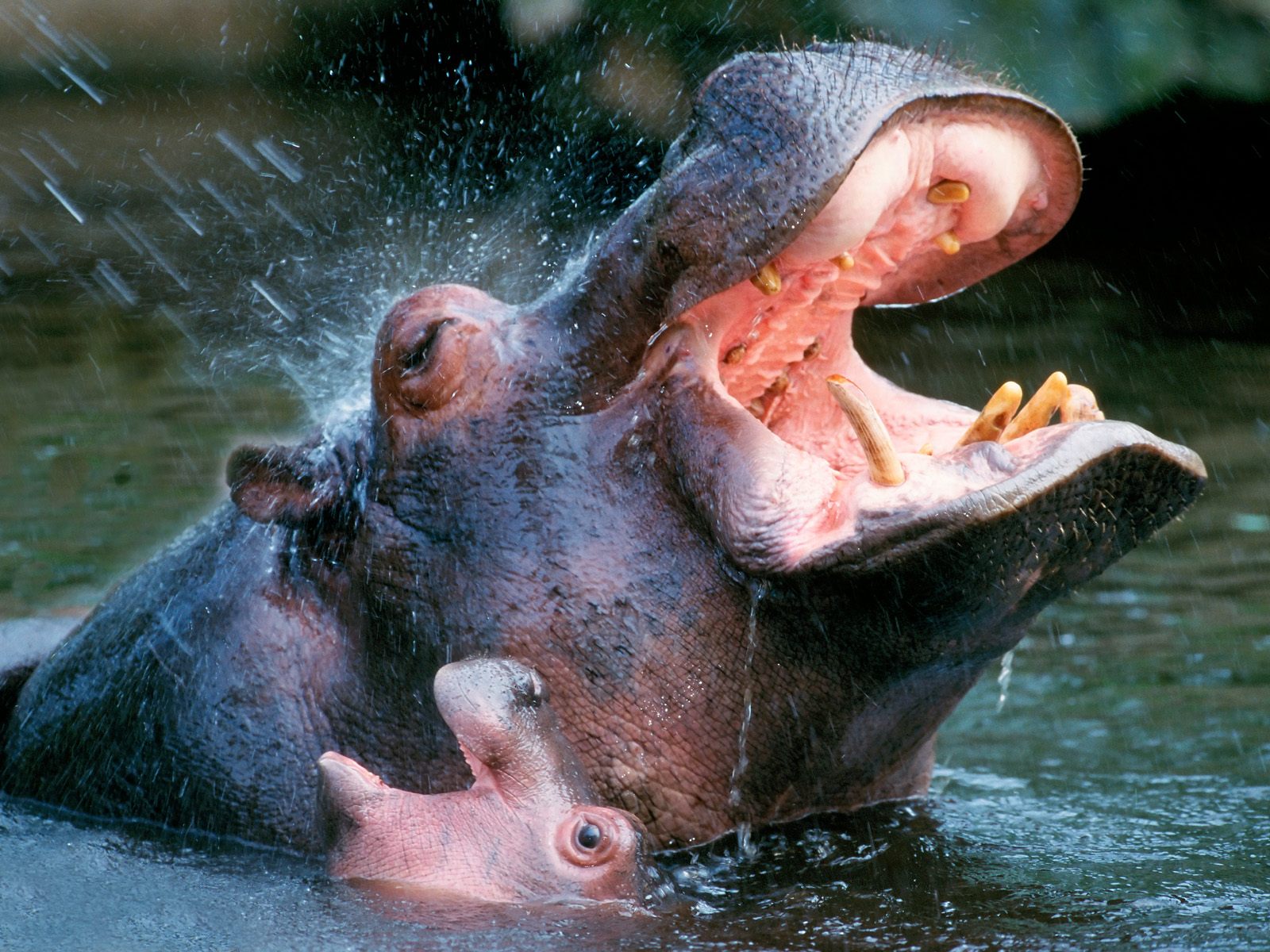 179357 descargar fondo de pantalla animales, hipopótamo: protectores de pantalla e imágenes gratis