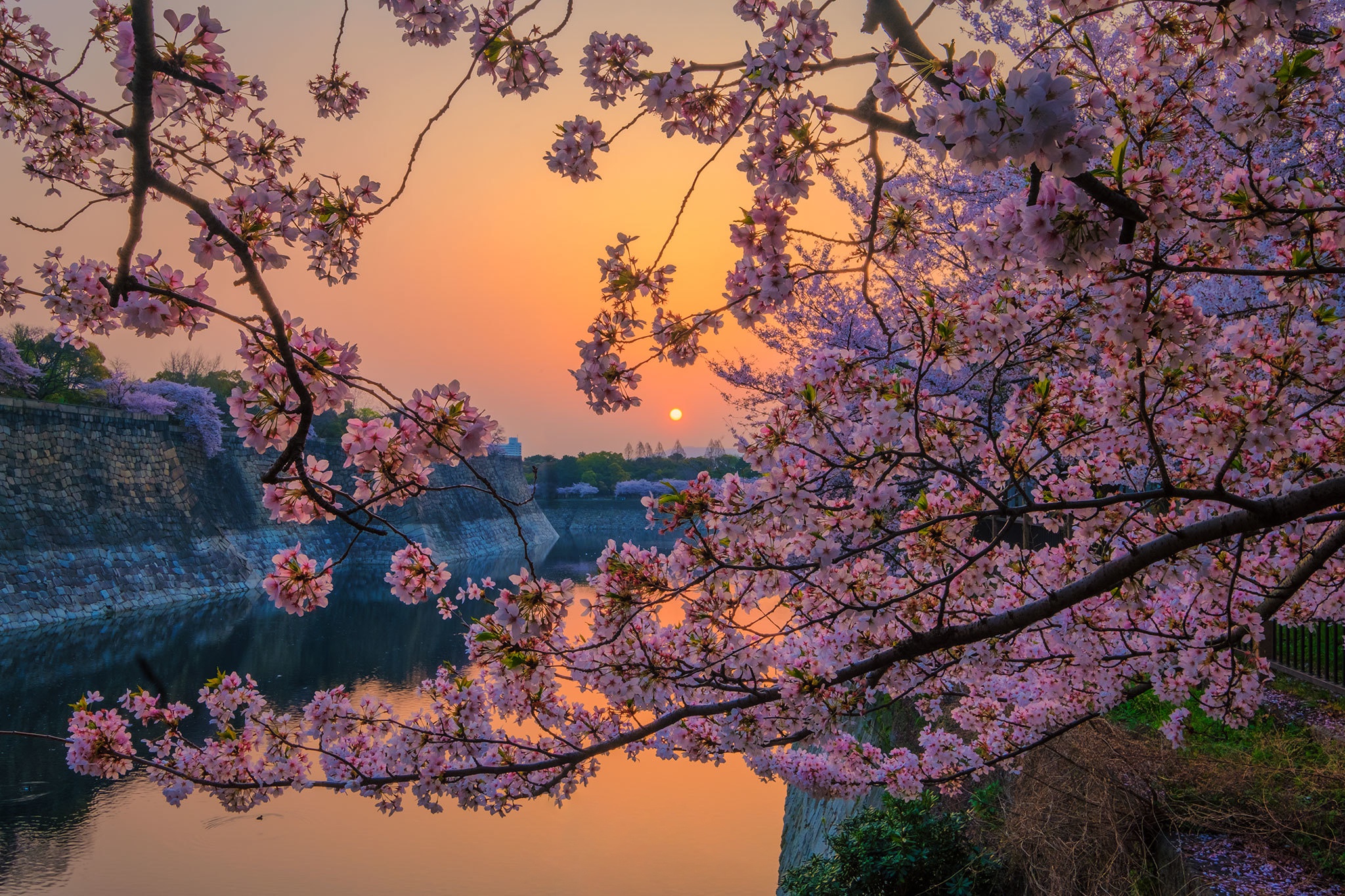 Baixe gratuitamente a imagem Sakura, Terra/natureza na área de trabalho do seu PC