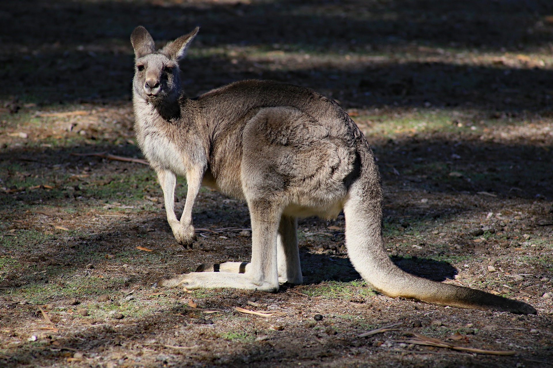 807160 télécharger l'image animaux, kangourou, mammifère, marsupial - fonds d'écran et économiseurs d'écran gratuits