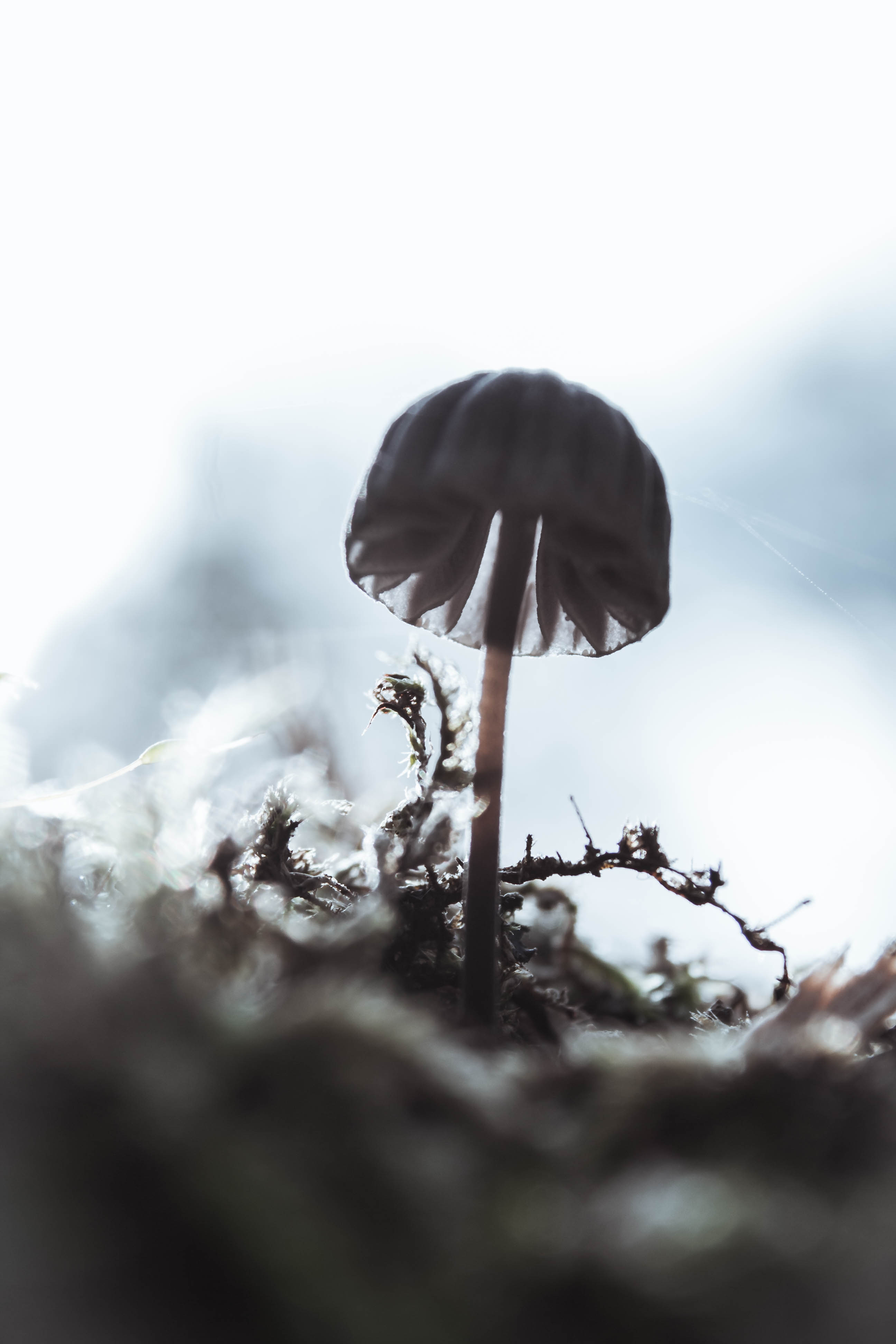 mushroom, blur, macro, smooth, close up Full HD