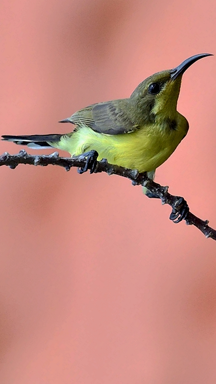 animal, bird, songbird, spring, blossom, yellow bellied long bill, yellow bellied longbill, birds