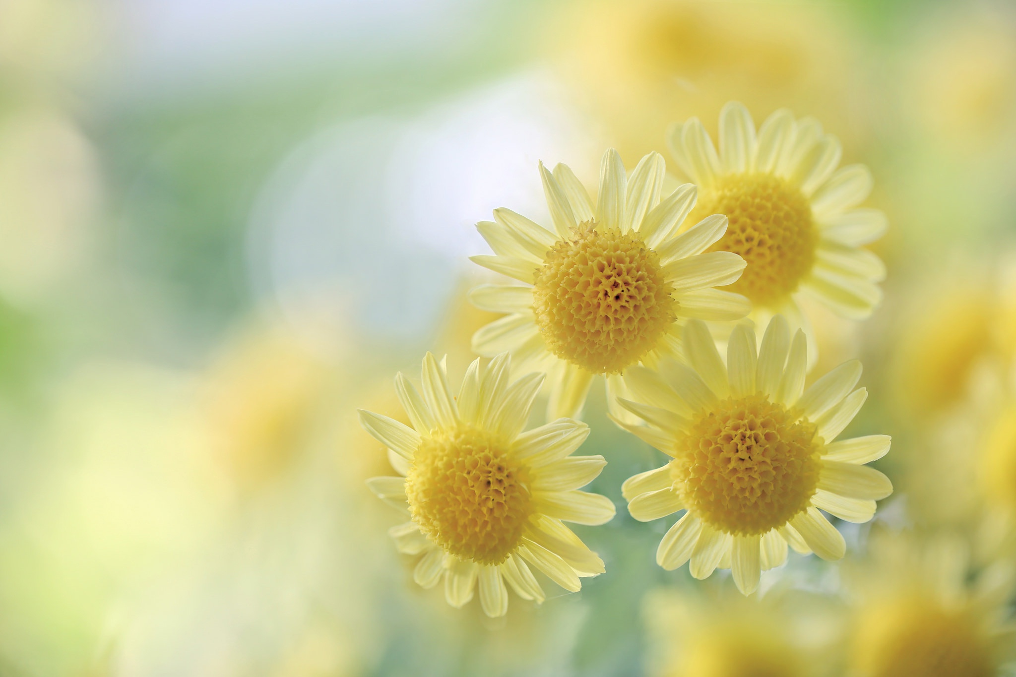 Free download wallpaper Nature, Flowers, Chrysanthemum, Macro, Earth, Bokeh, Yellow Flower on your PC desktop