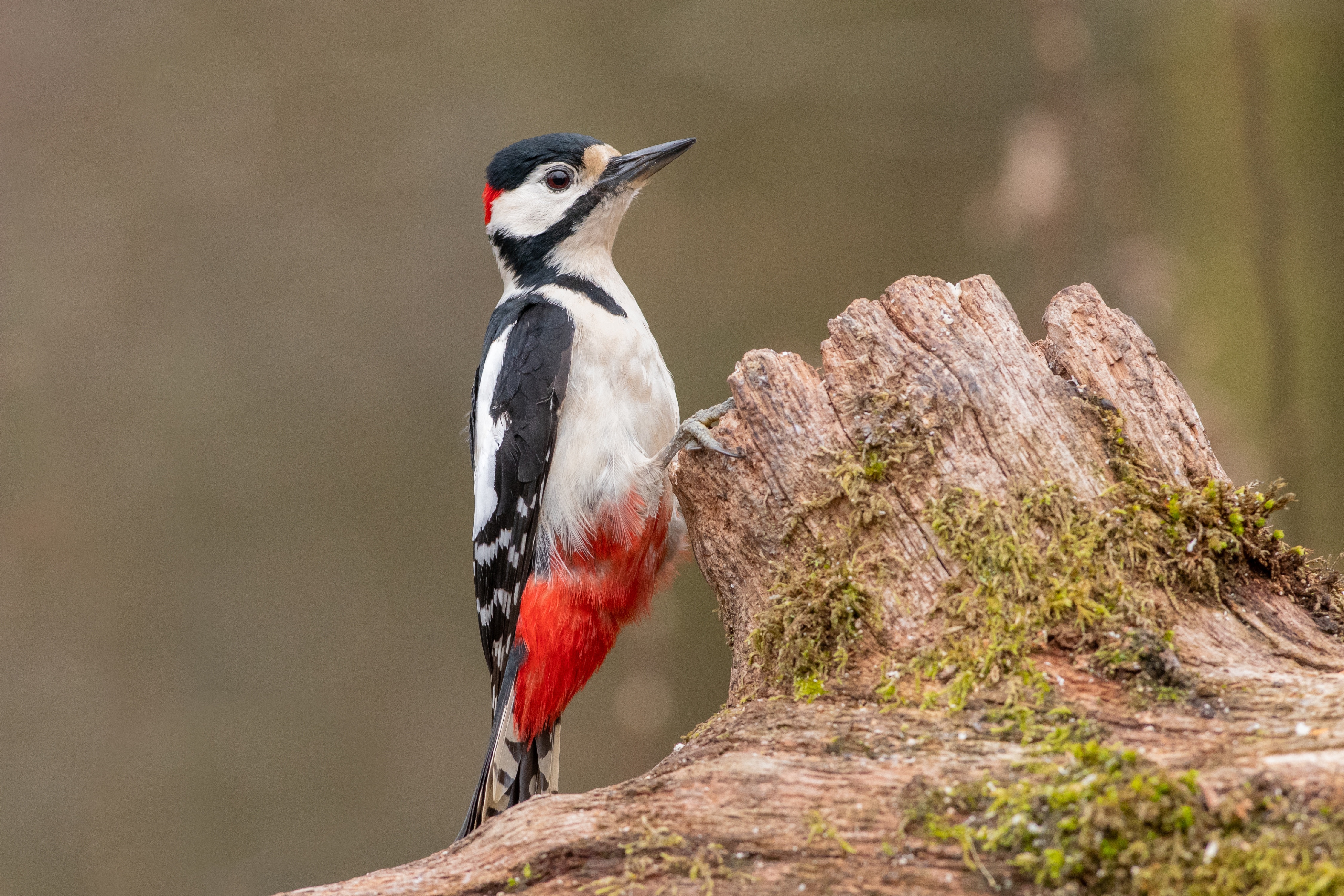 animal, woodpecker, bird, birds
