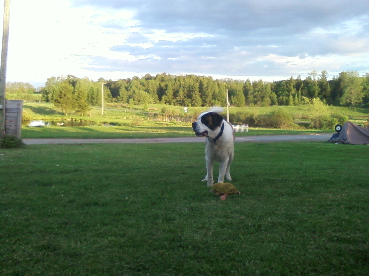 Handy-Wallpaper Tiere, Hund kostenlos herunterladen.