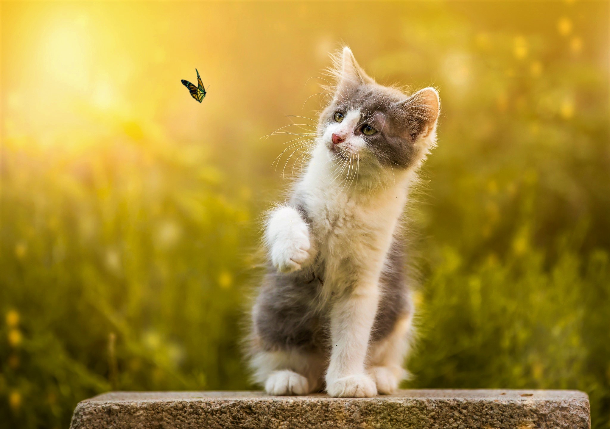 Free download wallpaper Cats, Cat, Kitten, Butterfly, Animal, Cute, Baby Animal on your PC desktop