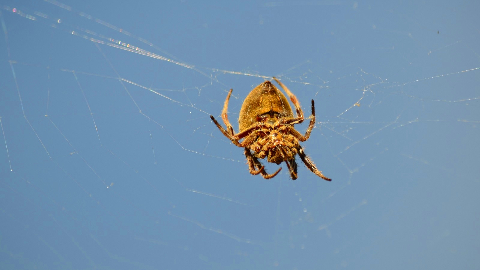 Download mobile wallpaper Animal, Spider, Arachnid, Spider Web, Orb Weaver Spider for free.