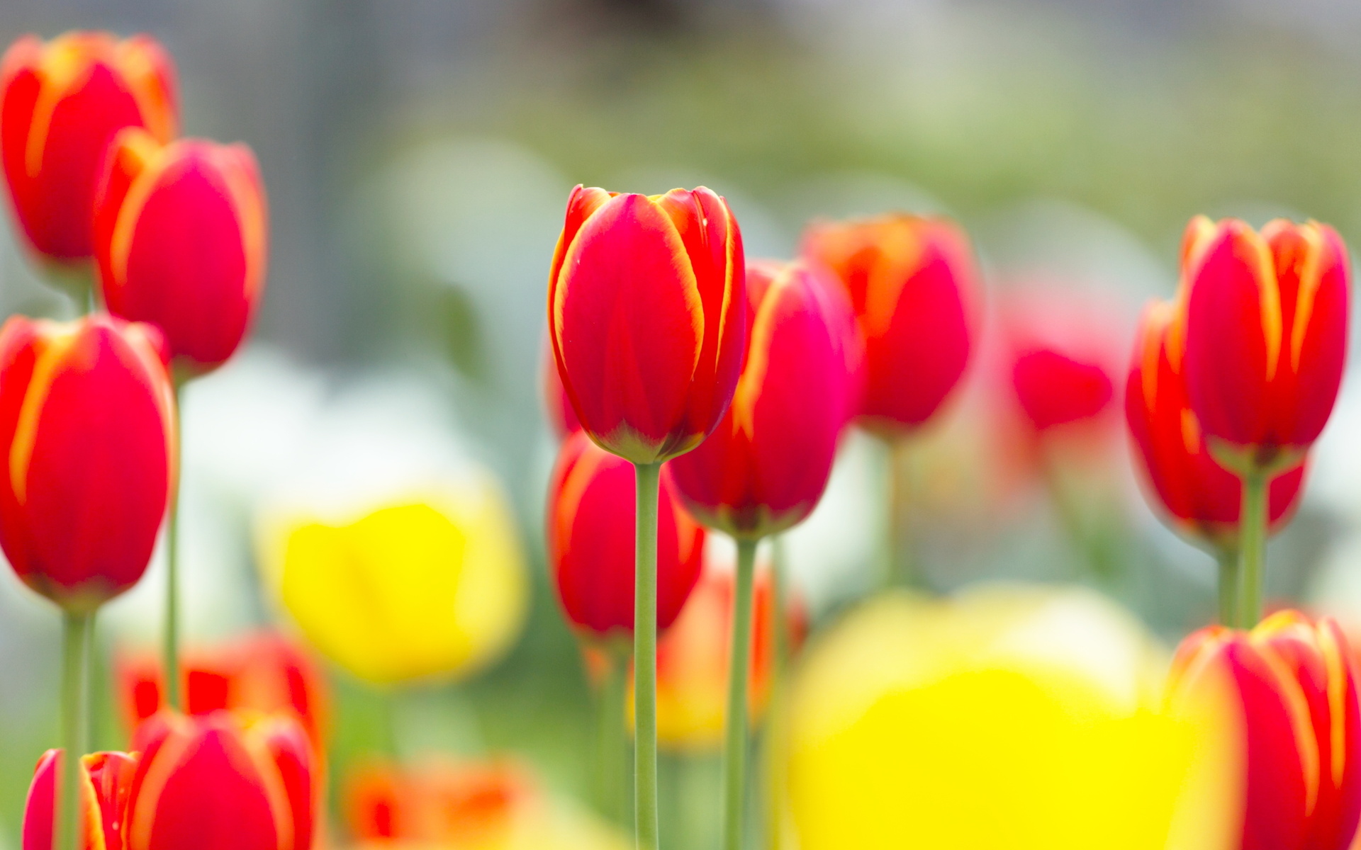 Descarga gratuita de fondo de pantalla para móvil de Tulipán, Flores, Flor, Tierra/naturaleza.