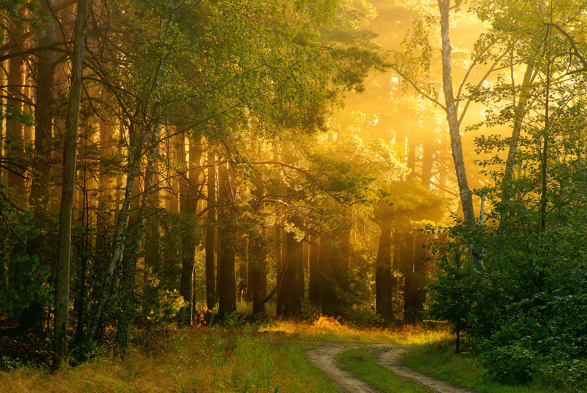 Free download wallpaper Forest, Earth on your PC desktop