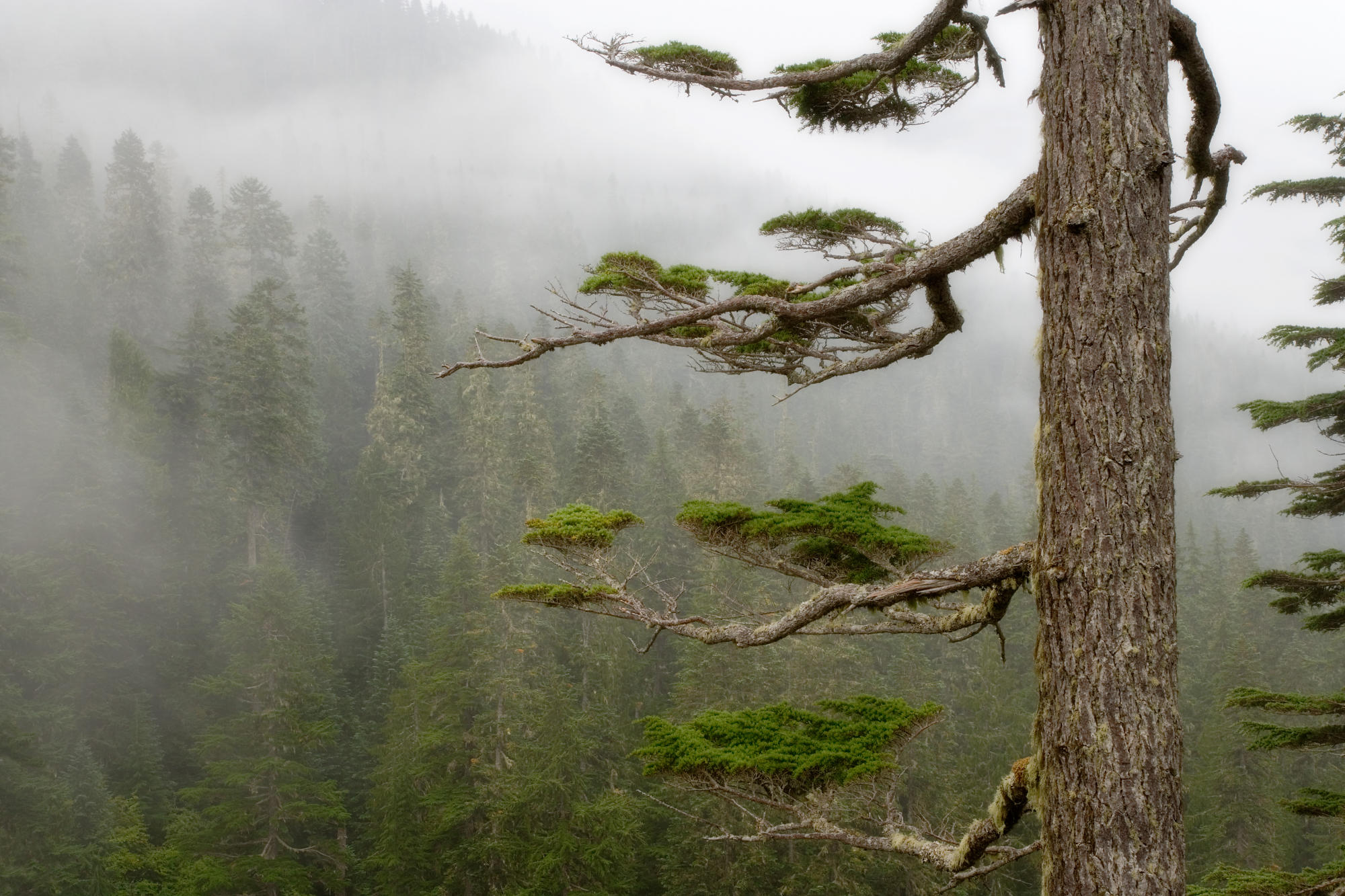 Скачать картинку Туман, Лес, Дерево, Земля/природа в телефон бесплатно.
