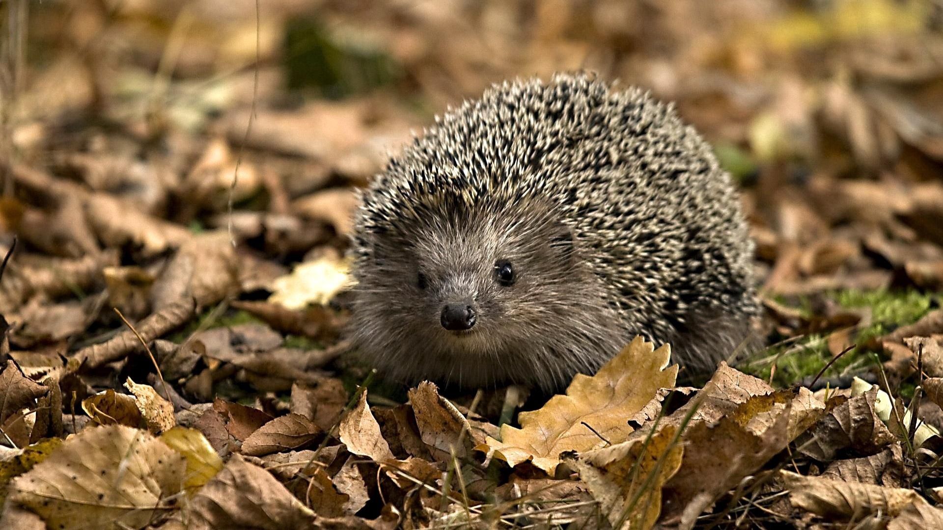 hedgehog, autumn, animals, leaves, thorns, prickles, herbs