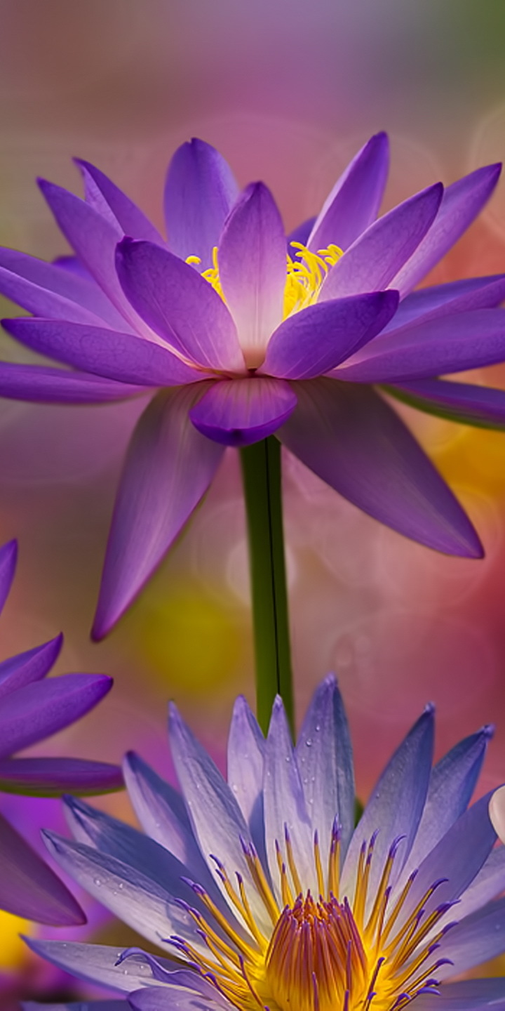 Descarga gratuita de fondo de pantalla para móvil de Flores, Loto, Flor, Flor Purpura, Tierra/naturaleza.