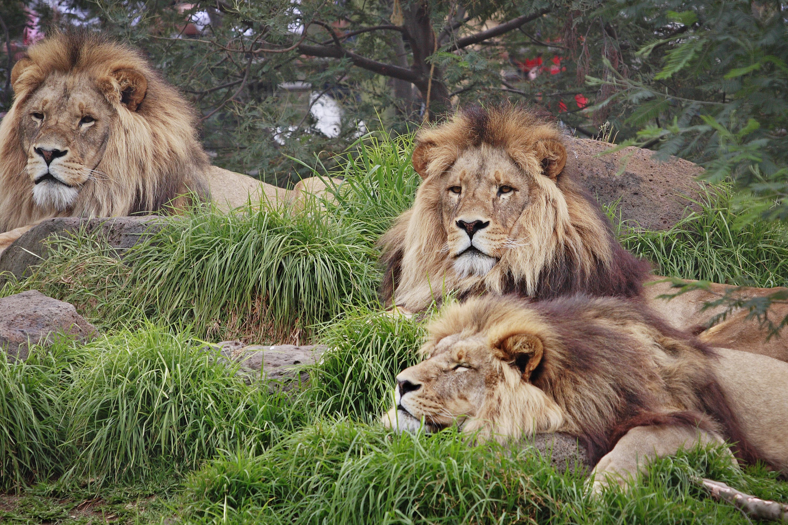 animal, lion, wildcat, cats