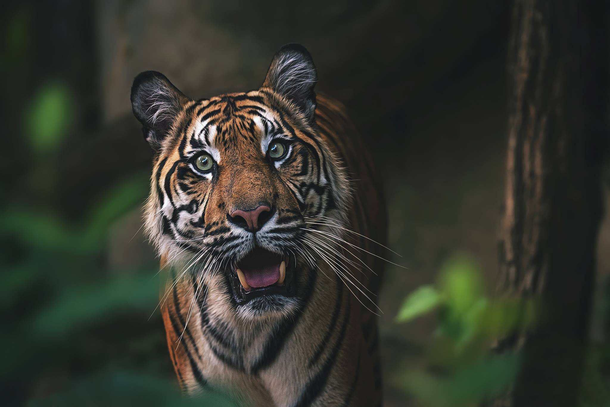 Descarga gratuita de fondo de pantalla para móvil de Gatos, Animales, Tigre.