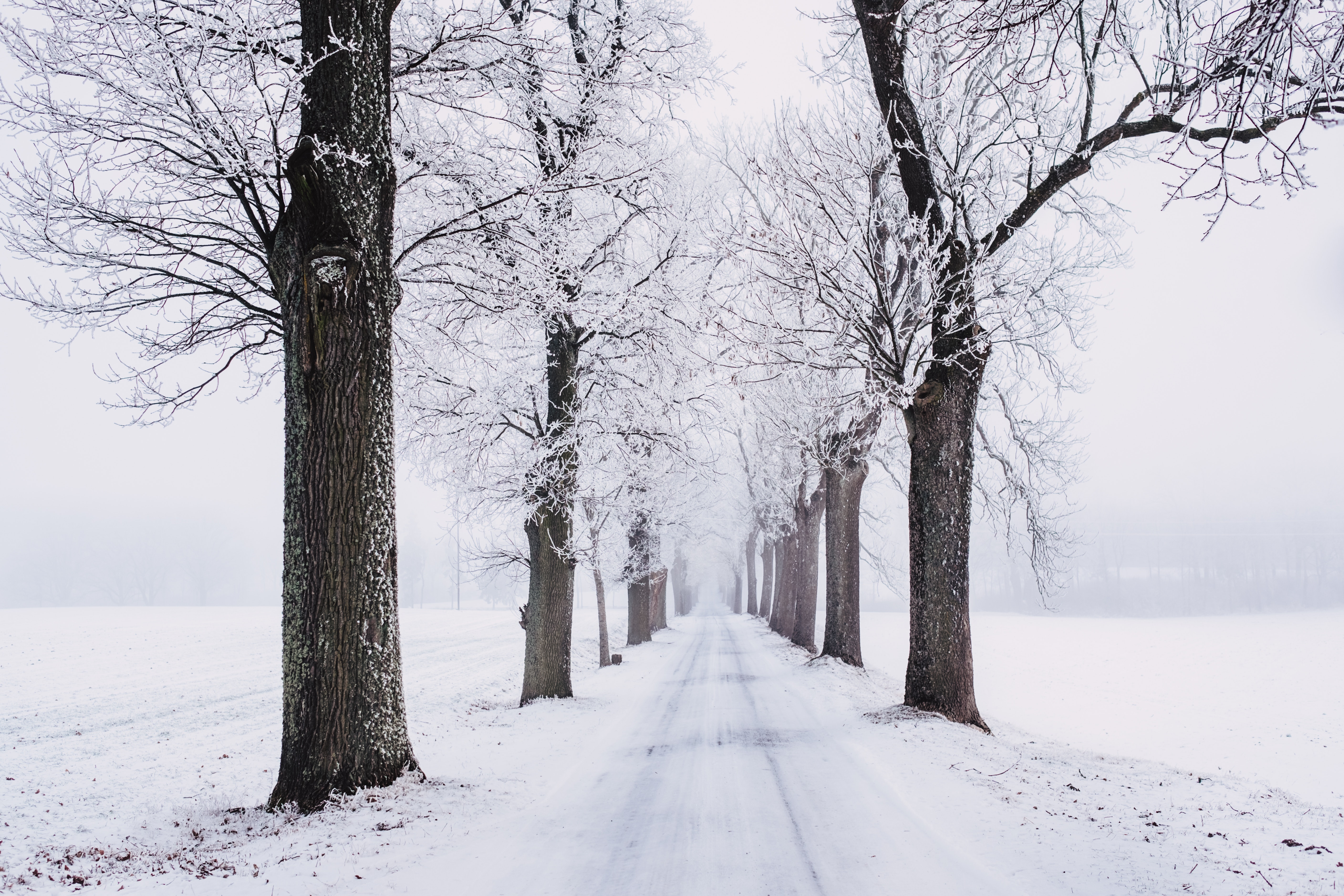 Скачать картинку Зима, Снег, Дорога, Земля/природа, Обсаженный Деревьями в телефон бесплатно.