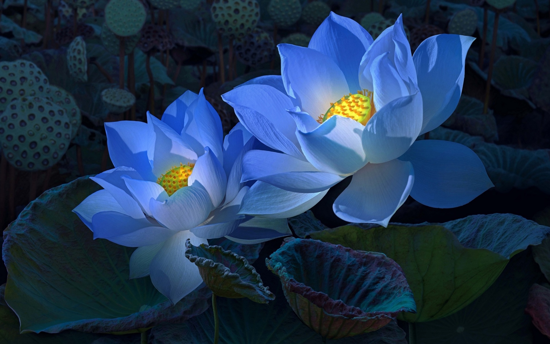 476588 Bild herunterladen blaue blume, erde/natur, lotus, blume, blumen - Hintergrundbilder und Bildschirmschoner kostenlos