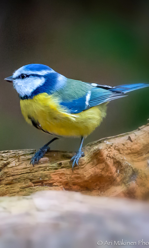 Download mobile wallpaper Birds, Animal, Titmouse for free.