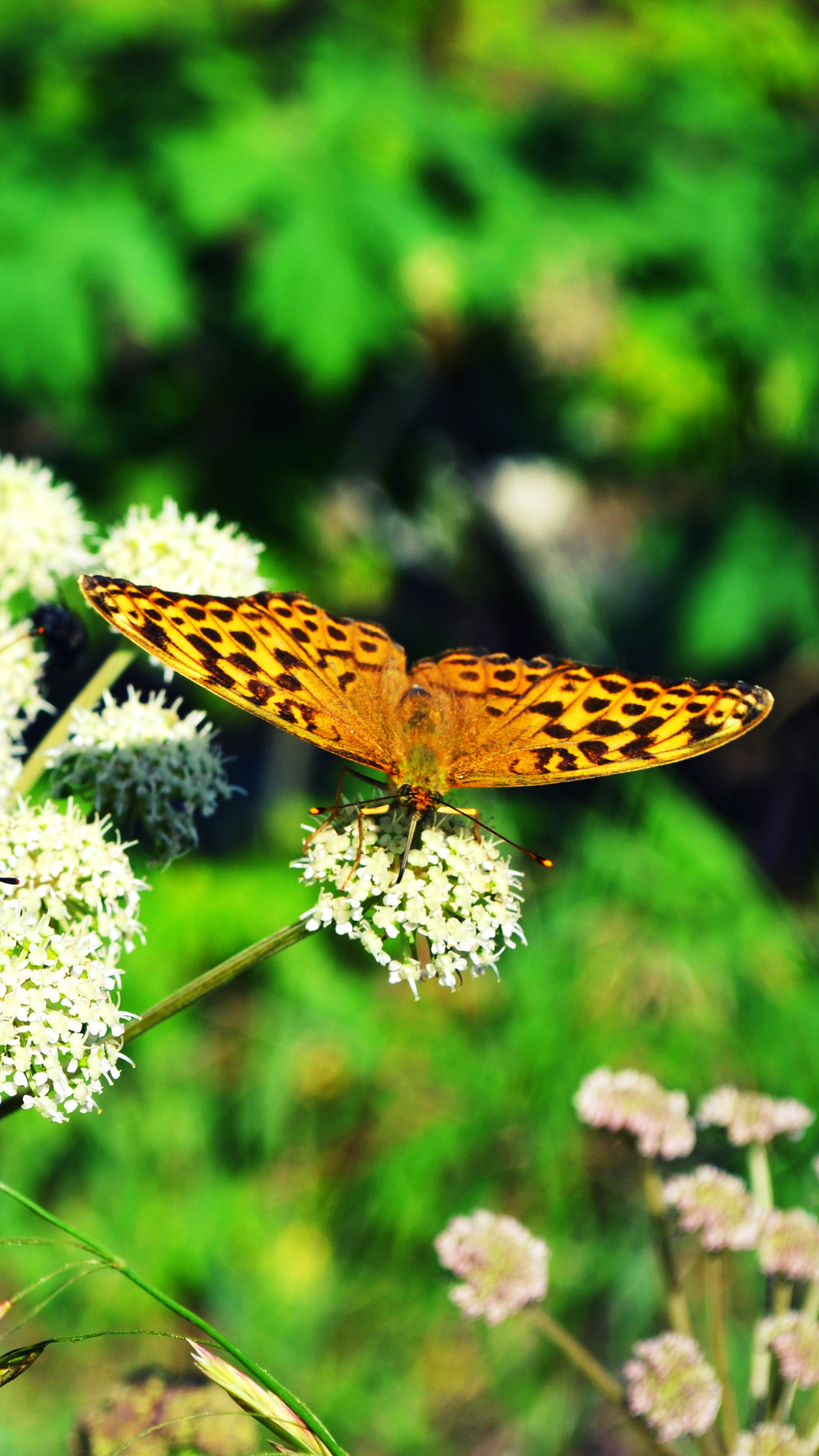 Descarga gratuita de fondo de pantalla para móvil de Animales, Mariposa.