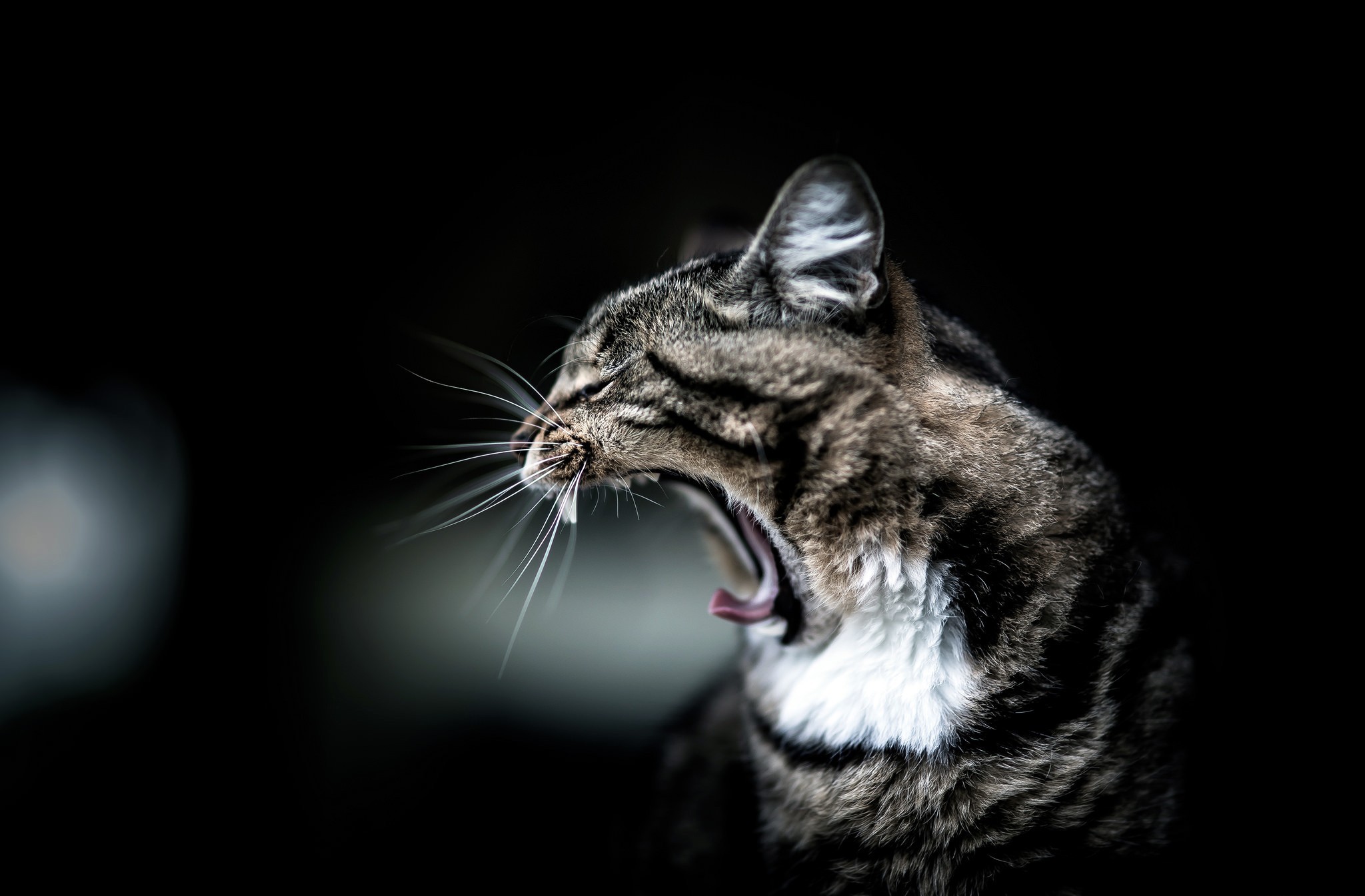 animal, cat, funny, whiskers, yawn, cats