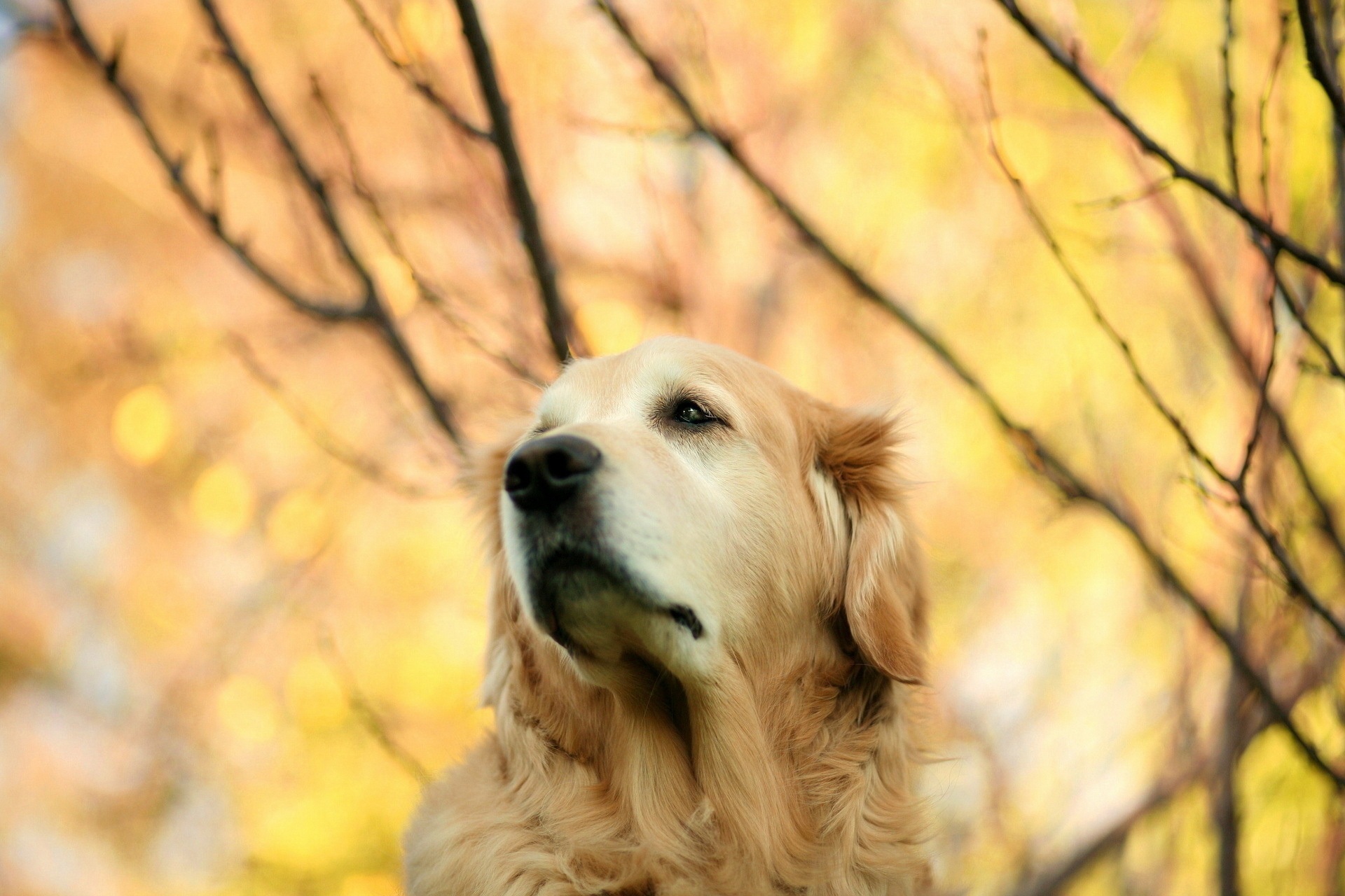 Download mobile wallpaper Golden Retriever, Dogs, Dog, Animal for free.