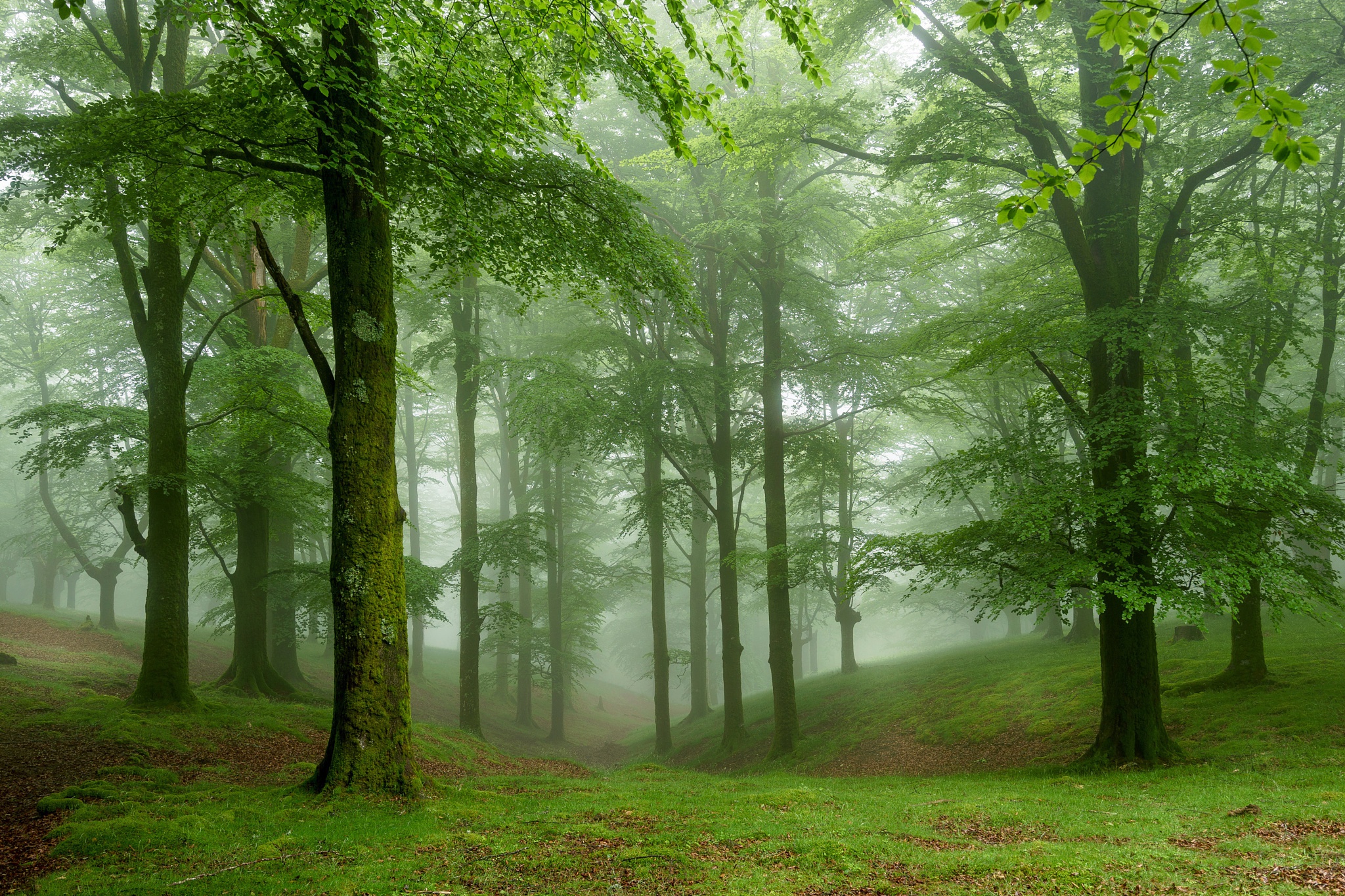 Téléchargez des papiers peints mobile Forêt, Arbre, Brouillard, La Nature, Terre/nature gratuitement.