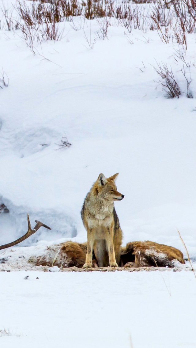 Download mobile wallpaper Winter, Snow, Animal, Coyote for free.