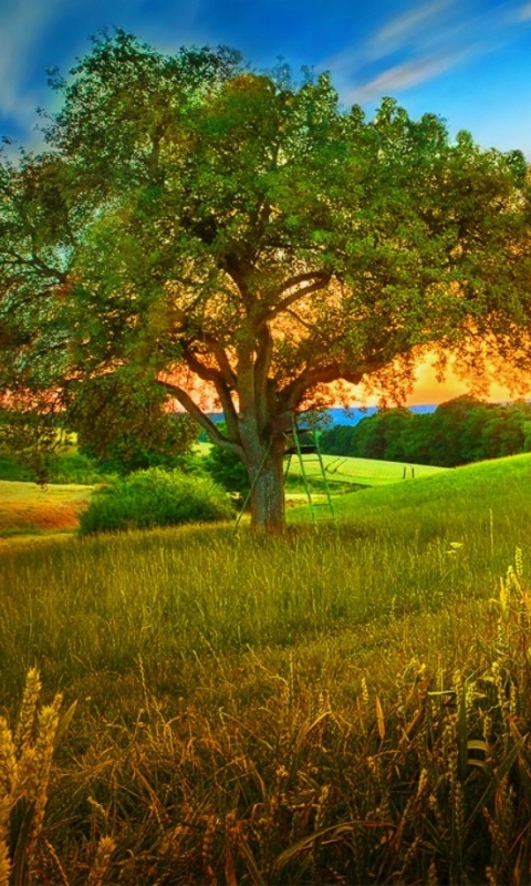 Download mobile wallpaper Sunset, Summer, Wheat, Tree, Earth, Field for free.
