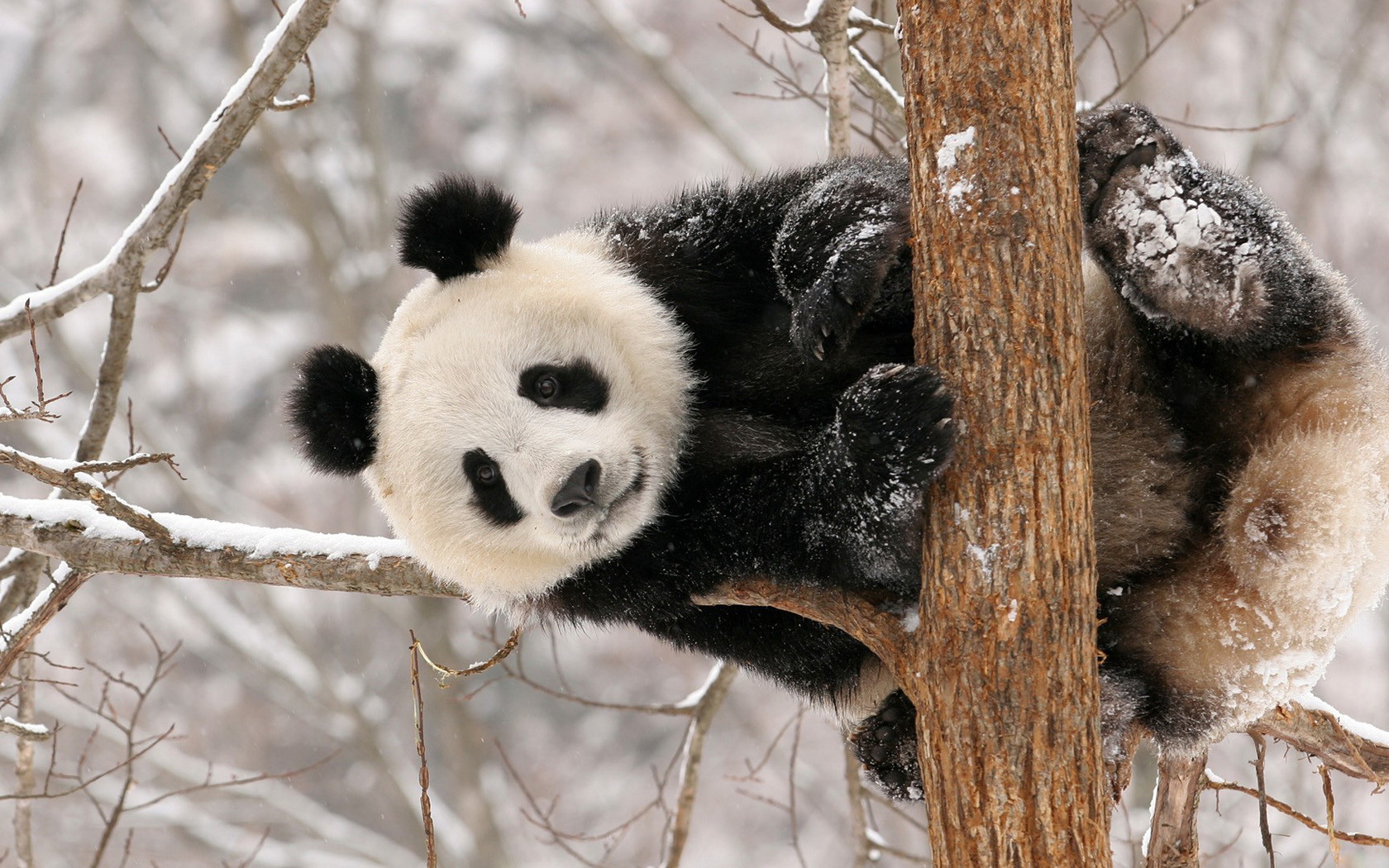 Handy-Wallpaper Tiere, Panda kostenlos herunterladen.