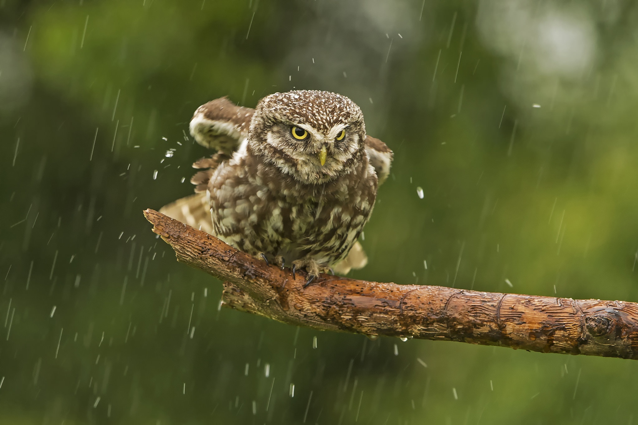 Download mobile wallpaper Birds, Rain, Owl, Bird, Animal for free.