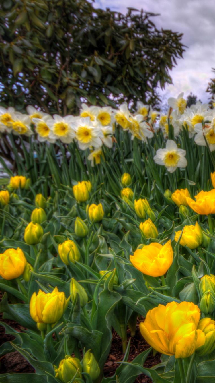 Скачати мобільні шпалери Hdr, Весна, Нарцис, Фотографія, Півонія, Жовта Квітка, Біла Квітка безкоштовно.