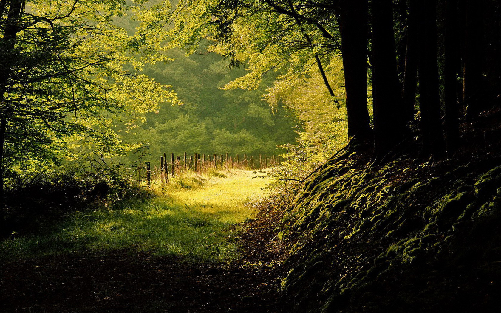 Téléchargez gratuitement l'image Forêt, Terre/nature sur le bureau de votre PC