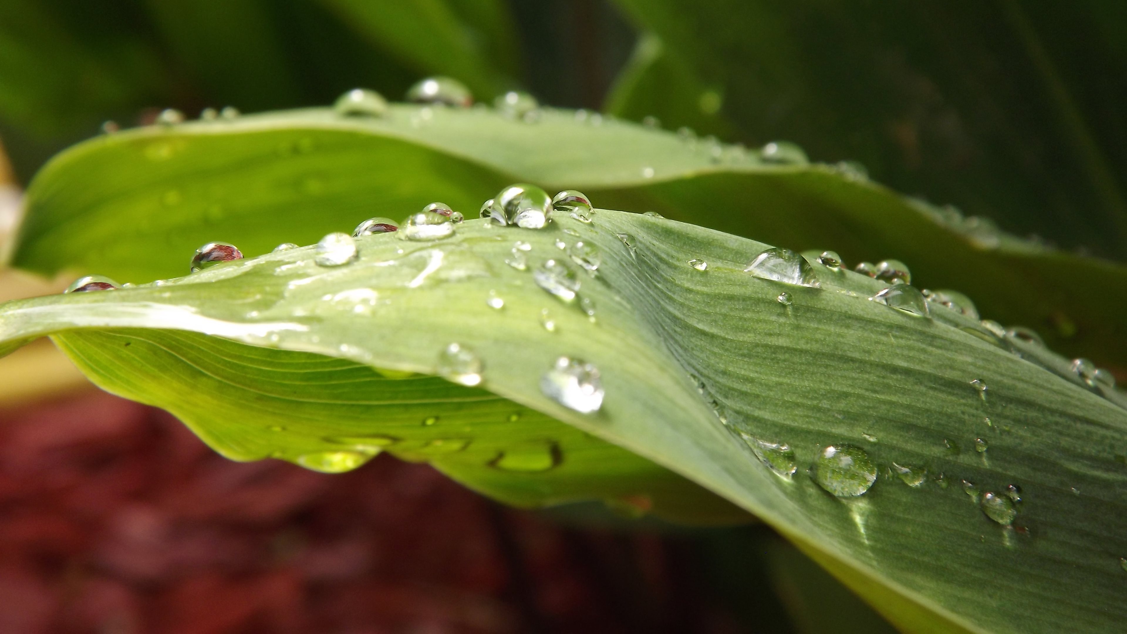 Téléchargez gratuitement l'image Terre/nature, Goutte D'eau sur le bureau de votre PC