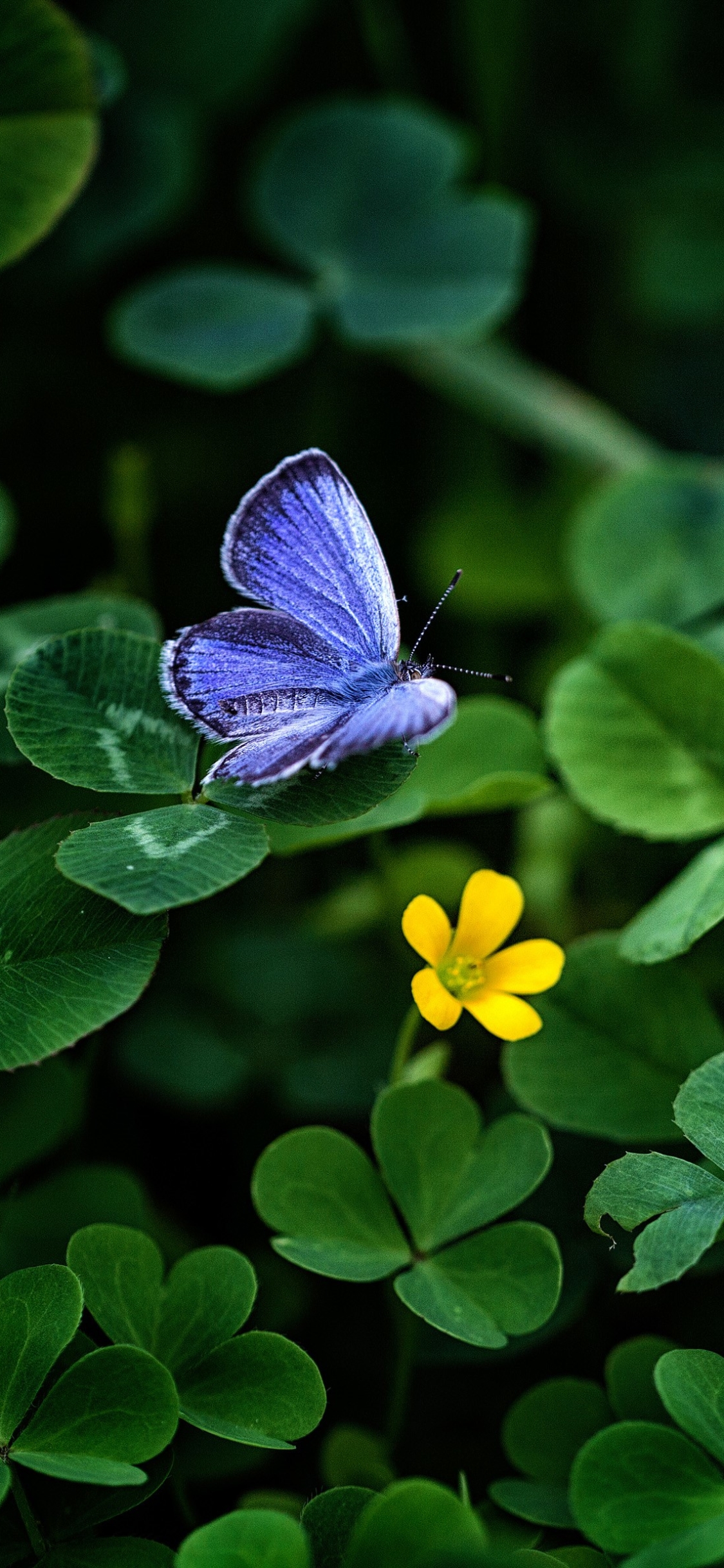 Download mobile wallpaper Butterfly, Animal, Clover, Greenery for free.