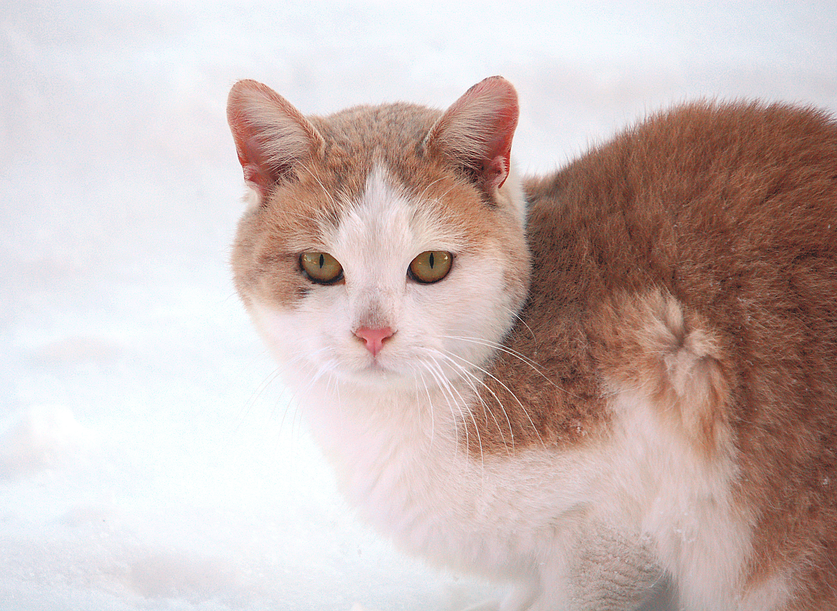 PCデスクトップにネコ, 猫, 動物画像を無料でダウンロード