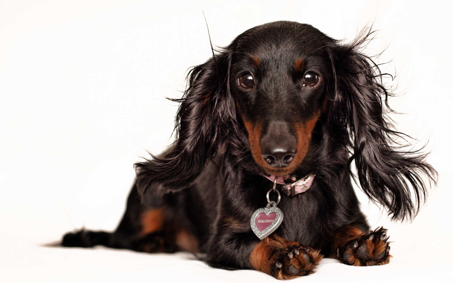 Handy-Wallpaper Tiere, Hund kostenlos herunterladen.